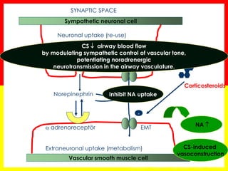 Vascular smooth muscle cell 
Sympathetic neuronal cell 
- 
Corticosteroids 
Norepinephrin 
Neuronal uptake (re-use) 
Extraneuronal uptake (metabolism) 
EMT 
 adrenoreceptör 
Inhibit NA uptake 
NA  
CS-induced vasoconstruction 
Horvath G, Wanner A. Eur Respir J 2006; 27:172–187 
SYNAPTIC SPACE 
CS  airway blood flow 
by modulating sympathetic control of vascular tone, 
potentiating noradrenergic 
neurotransmission in the airway vasculature. 
 