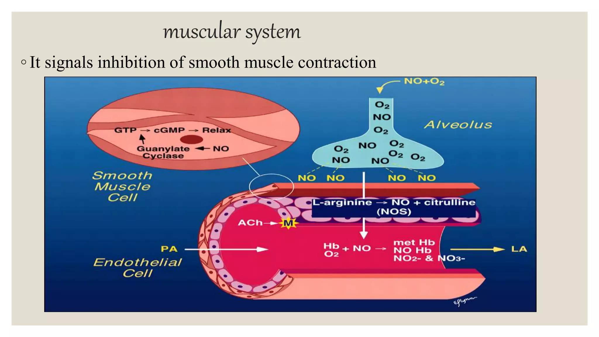 muscular system
◦ It signals inhibition of smooth muscle contraction
 