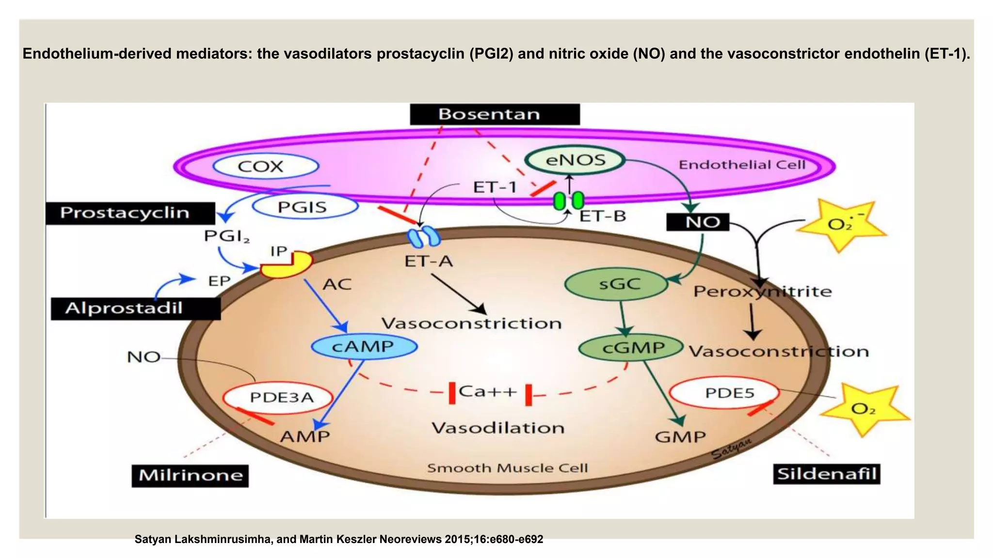 Endothelium-derived mediators: the vasodilators prostacyclin (PGI2) and nitric oxide (NO) and the vasoconstrictor endothelin (ET-1).
Satyan Lakshminrusimha, and Martin Keszler Neoreviews 2015;16:e680-e692
 
