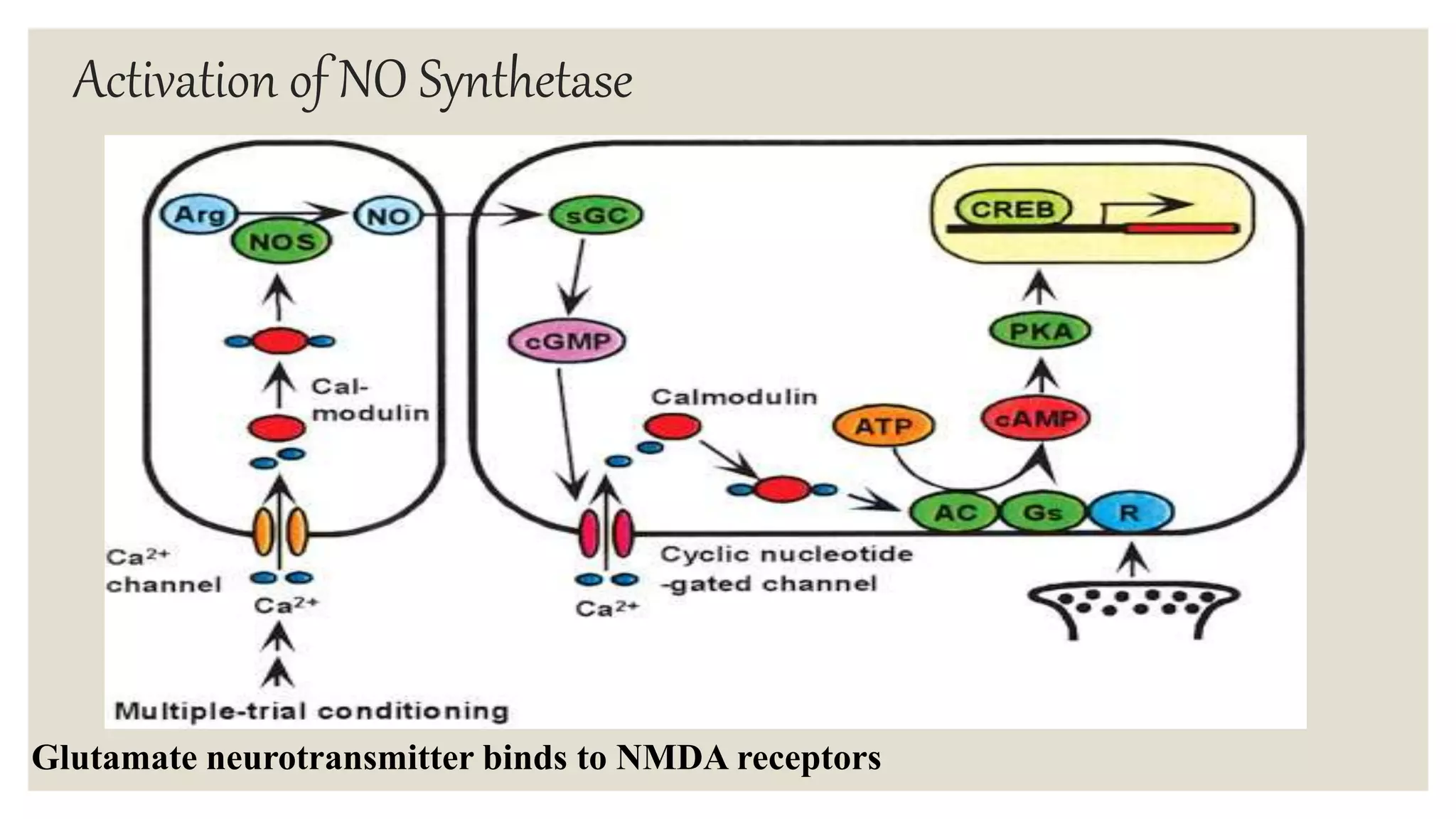 Activation of NO Synthetase
Glutamate neurotransmitter binds to NMDA receptors
 