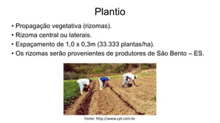 Plantio
• Propagação vegetativa (rizomas).
• Rizoma central ou laterais.
• Espaçamento de 1,0 x 0,3m (33.333 plantas/ha).
• Os rizomas serão provenientes de produtores de São Bento – ES.
Fonte: http://www.cpt.com.br
 