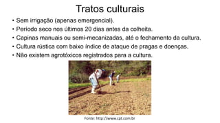 Tratos culturais
• Sem irrigação (apenas emergencial).
• Período seco nos últimos 20 dias antes da colheita.
• Capinas manuais ou semi-mecanizadas, até o fechamento da cultura.
• Cultura rústica com baixo índice de ataque de pragas e doenças.
• Não existem agrotóxicos registrados para a cultura.
Fonte: http://www.cpt.com.br
 