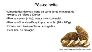 Pós-colheita
• Limpeza dos rizomas: corte da parte aérea e retirada do
excesso de raízes e túnicas.
• Rizoma central (mãe): menor valor comercial.
• Rizomas-filho: classificação por tamanho (20 a 200g).
• Firmes: sem áreas moles ou enrugadas.
• Sem sinal de brotação.
Fonte: http://www.portalsaofrancisco.com.br
 