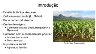 Introdução
• Família botânica: Araceae.
• Colocasia esculenta (L.) Schott.
• Parte comercial: rizoma.
• Centro de origem:
• Continente asiático (Índia, Bangladesh e
Myanmar).
• Confusão com a nomenclatura popular:
• Inhame, taro e cará.
• Dioscorea spp.
• Importância social:
• Agricultura familiar.
Fonte: Starr Enviromental
 