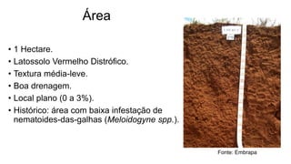 Área
• 1 Hectare.
• Latossolo Vermelho Distrófico.
• Textura média-leve.
• Boa drenagem.
• Local plano (0 a 3%).
• Histórico: área com baixa infestação de
nematoides-das-galhas (Meloidogyne spp.).
Fonte: Embrapa
 