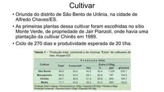 Cultivar
• Oriunda do distrito de São Bento de Urânia, na cidade de
Alfredo Chaves/ES.
• As primeiras plantas dessa cultivar foram escolhidas no sítio
Monte Verde, de propriedade de Jair Pianzoli, onde havia uma
plantação da cultivar Chinês em 1989.
• Ciclo de 270 dias e produtividade esperada de 20 t/ha.
 
