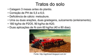 Tratos do solo
• Calagem 3 meses antes do plantio.
• Correção de PH de 5,5 a 6,0.
• Deficiência de cálcio: metsubure.
• Uma ou duas arações, duas gradagens, sulcamento (enleiramento).
• 180 kg/ha de P2O5, 90 kg/ha de K20.
• Duas aplicações de N com 60 kg/ha (40 e 80 dias).
Fonte: http://agribrasil.blogspot.com.br/
 