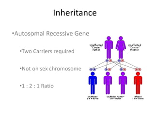Inheritance

•Autosomal Recessive Gene

  •Two Carriers required

  •Not on sex chromosome

  •1 : 2 : 1 Ratio
 