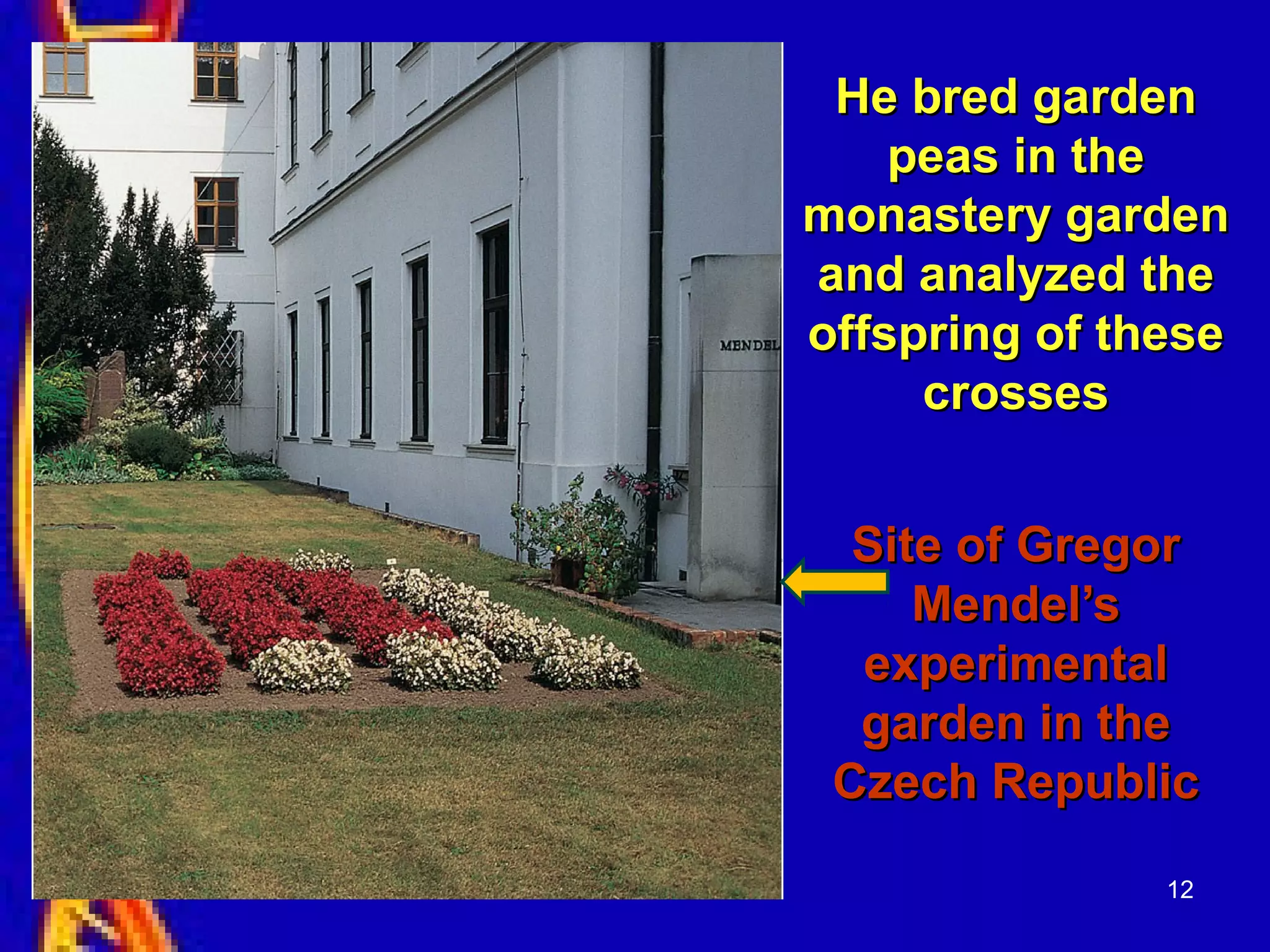 12
He bred gardenHe bred garden
peas in thepeas in the
monastery gardenmonastery garden
and analyzed theand analyzed the
offspring of theseoffspring of these
crossescrosses
Site of GregorSite of Gregor
Mendel’sMendel’s
experimentalexperimental
garden in thegarden in the
Czech RepublicCzech Republic
 
