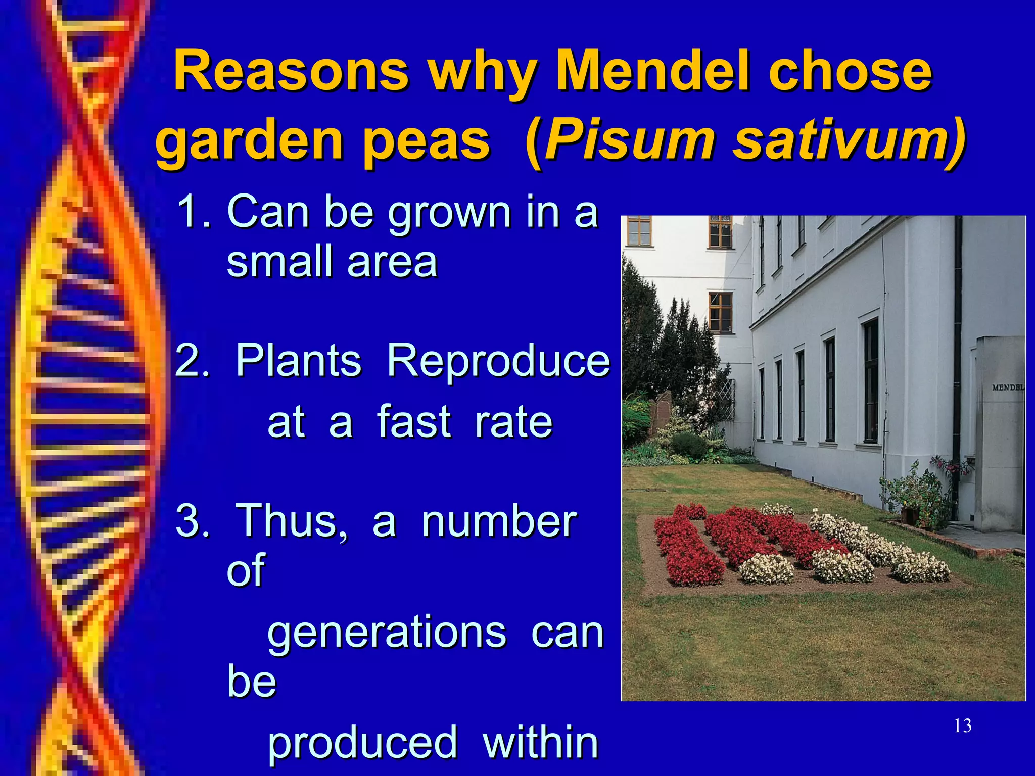 13
Reasons why Mendel choseReasons why Mendel chose
garden peas (garden peas (Pisum sativum)Pisum sativum)
1.1. Can be grown in aCan be grown in a
small areasmall area
.2 Plants Reproduce.2 Plants Reproduce
at a fast rateat a fast rate
. ,3 Thus a number. ,3 Thus a number
ofof
generations cangenerations can
bebe
produced withinproduced within
 