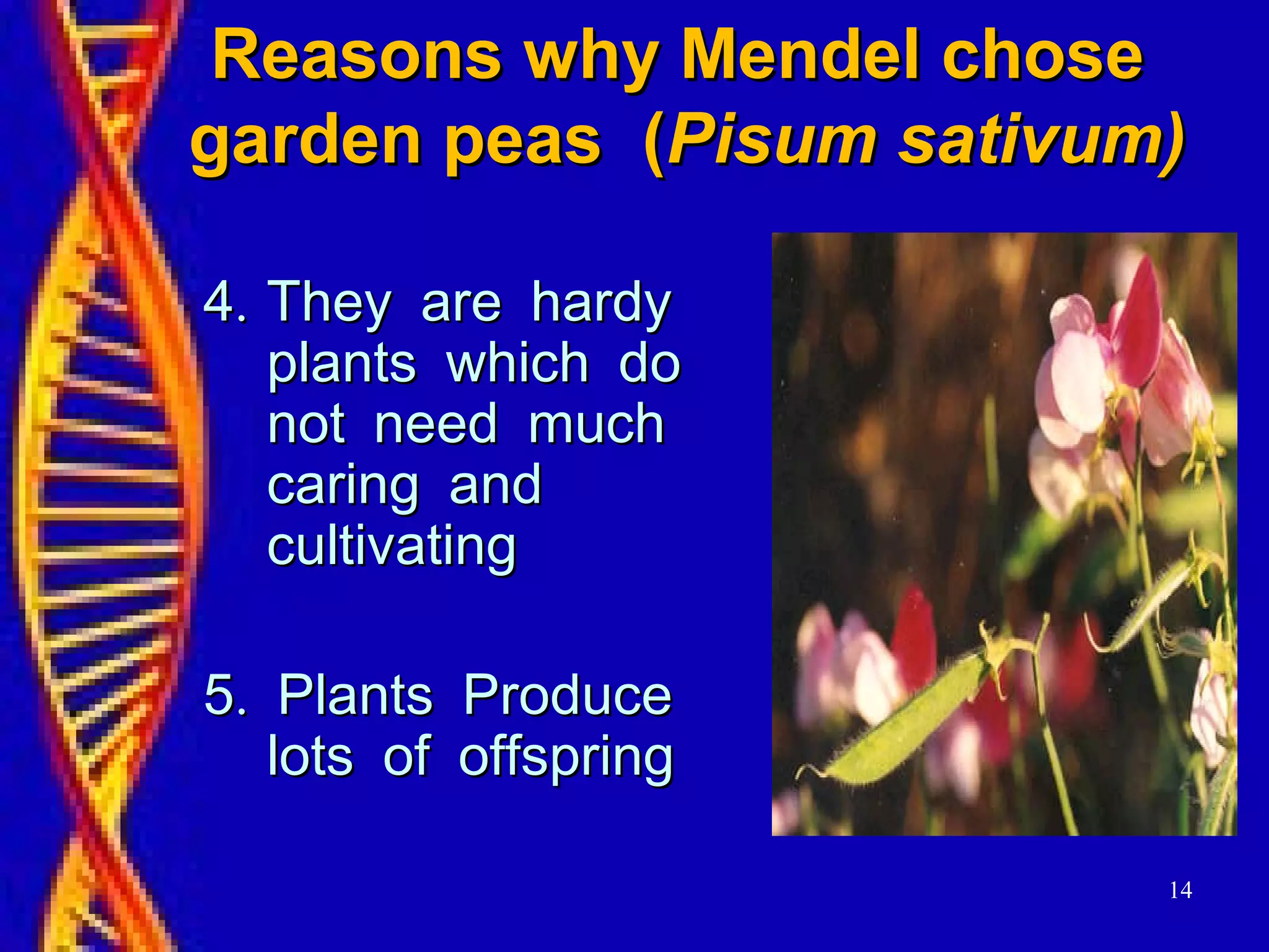 14
Reasons why Mendel choseReasons why Mendel chose
garden peas (garden peas (Pisum sativum)Pisum sativum)
.4.4 They are hardyThey are hardy
plants which doplants which do
not need muchnot need much
caring andcaring and
cultivatingcultivating
.5 Plants Produce.5 Plants Produce
lots of offspringlots of offspring
 