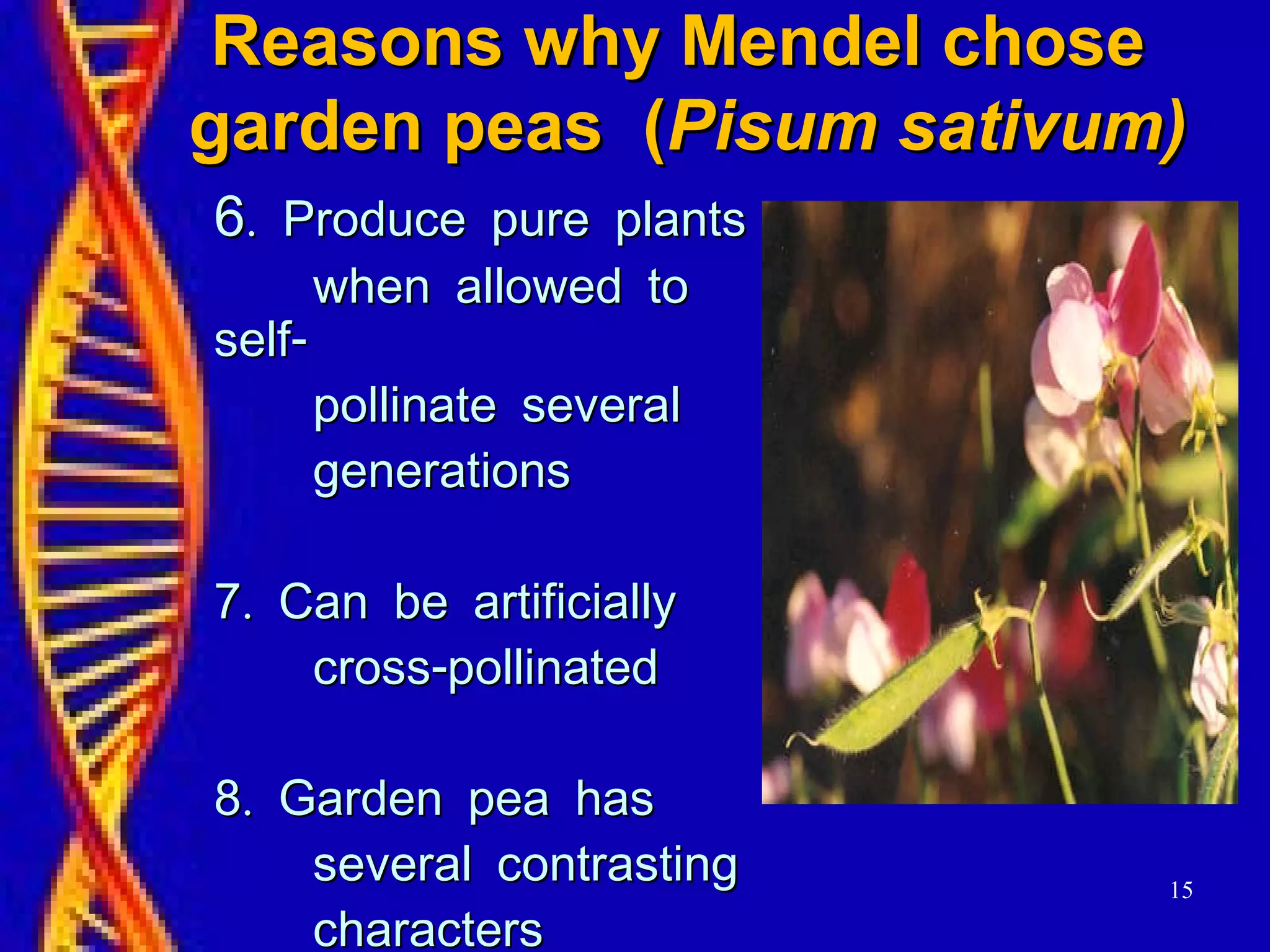 15
Reasons why Mendel choseReasons why Mendel chose
garden peas (garden peas (Pisum sativum)Pisum sativum)
66. Produce pure plants. Produce pure plants
when allowed towhen allowed to
-self-self
pollinate severalpollinate several
generationsgenerations
.7 Can be artificially.7 Can be artificially
-cross pollinated-cross pollinated
.8 Garden pea has.8 Garden pea has
several contrastingseveral contrasting
characterscharacters
 