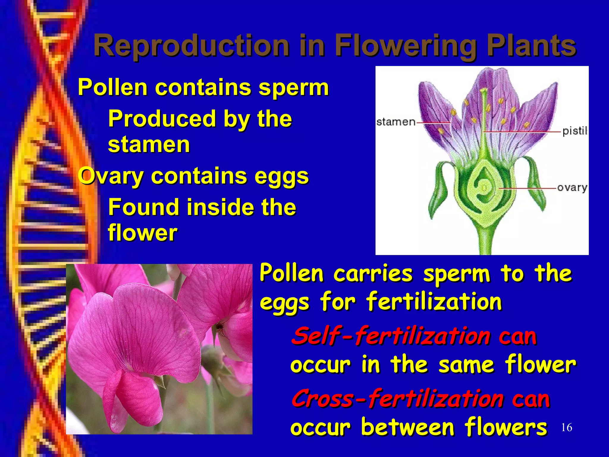 16
Reproduction in Flowering PlantsReproduction in Flowering Plants
Pollen contains spermPollen contains sperm
Produced by theProduced by the
stamenstamen
Ovary contains eggsOvary contains eggs
Found inside theFound inside the
flowerflower
Pollen carries sperm to thePollen carries sperm to the
eggs for fertilizationeggs for fertilization
Self-fertilizationSelf-fertilization cancan
occur in the same floweroccur in the same flower
Cross-fertilizationCross-fertilization cancan
occur between flowersoccur between flowers
 
