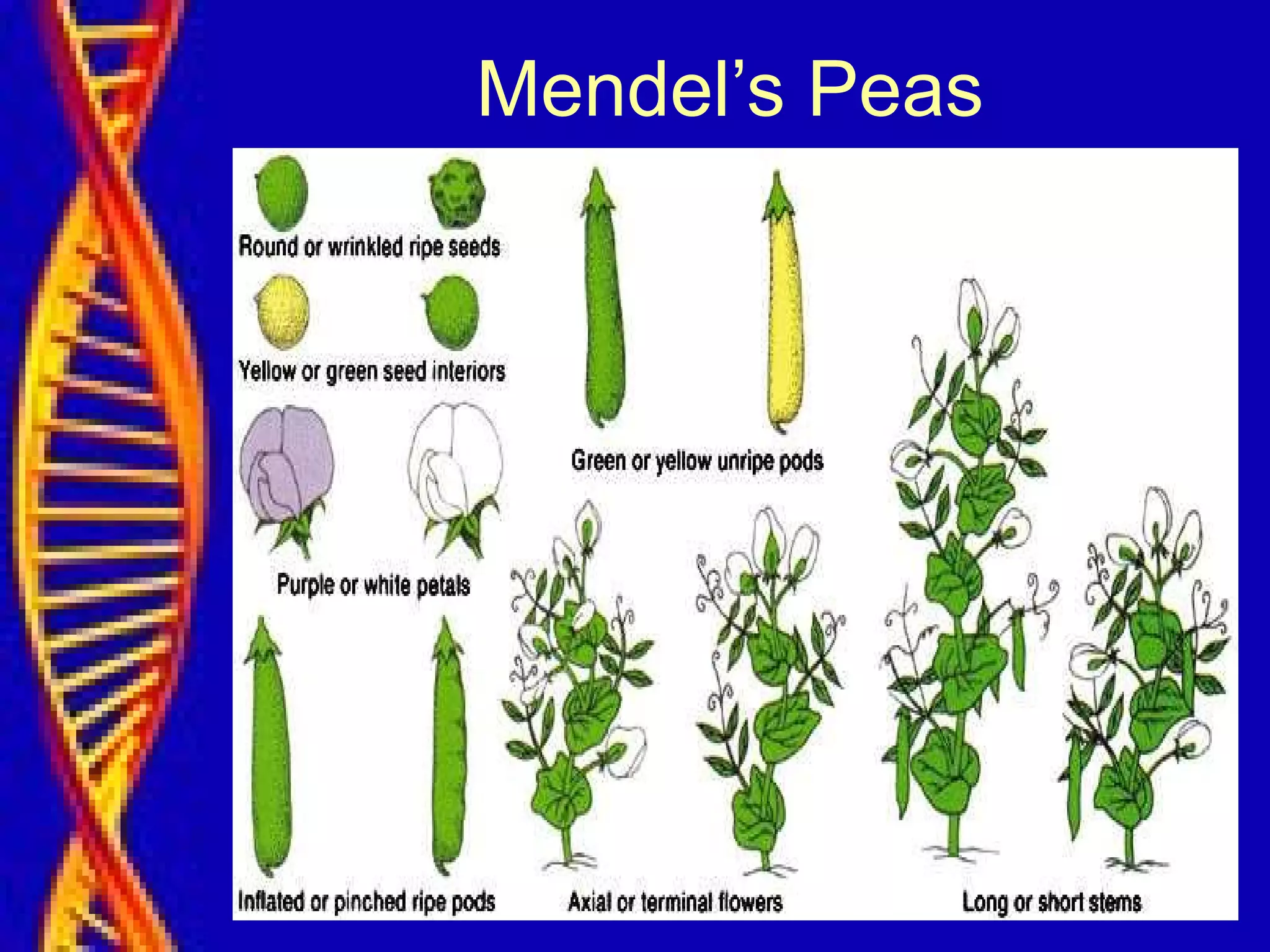 Mendel’s Peas
 