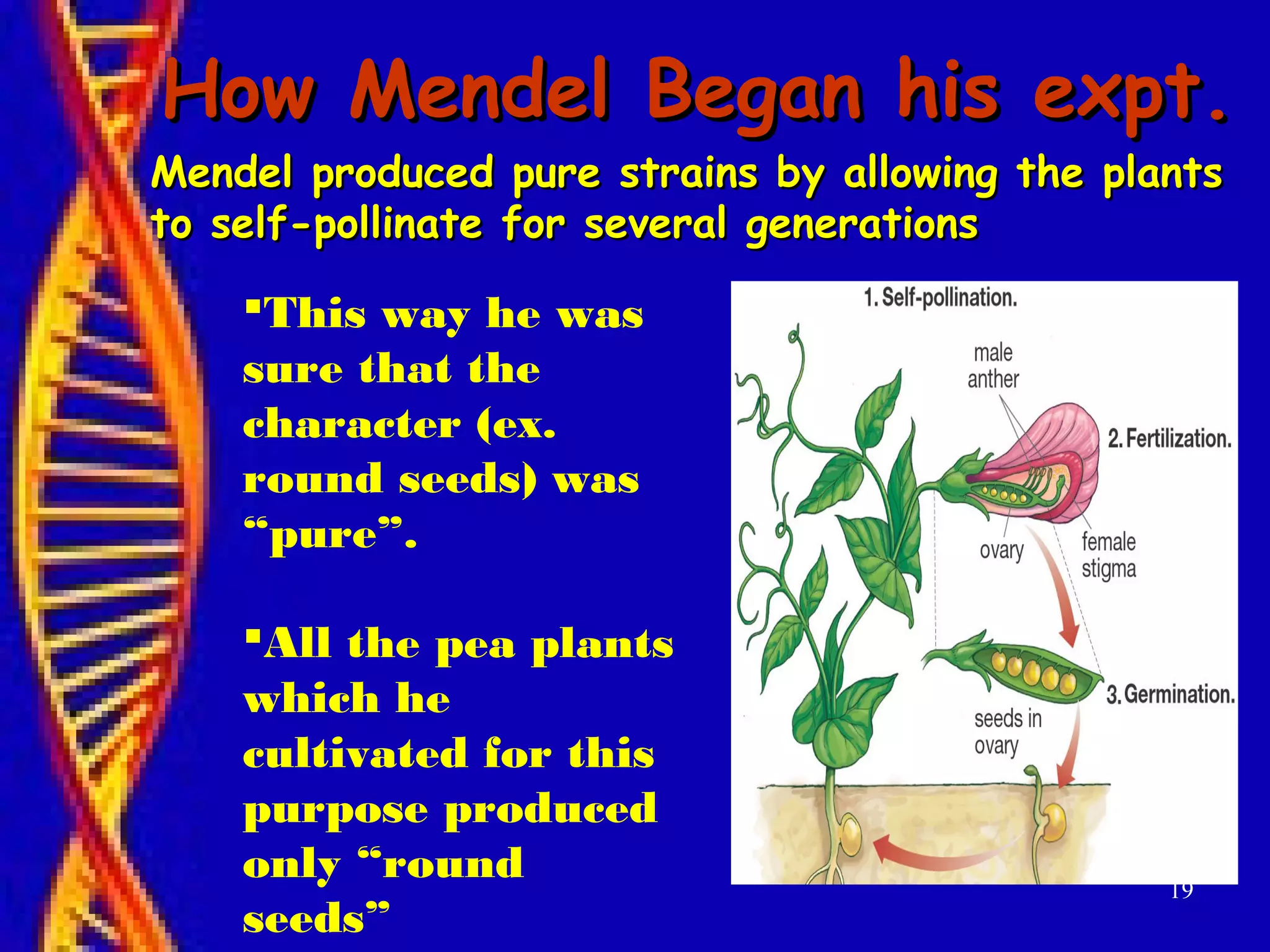 19
How Mendel Began his expt.How Mendel Began his expt.
Mendel produced pure strains by allowing the plantsMendel produced pure strains by allowing the plants
to self-pollinate for several generationsto self-pollinate for several generations
This way he was
sure that the
character (ex.
round seeds) was
“pure”.
All the pea plants
which he
cultivated for this
purpose produced
only “round
seeds”
 