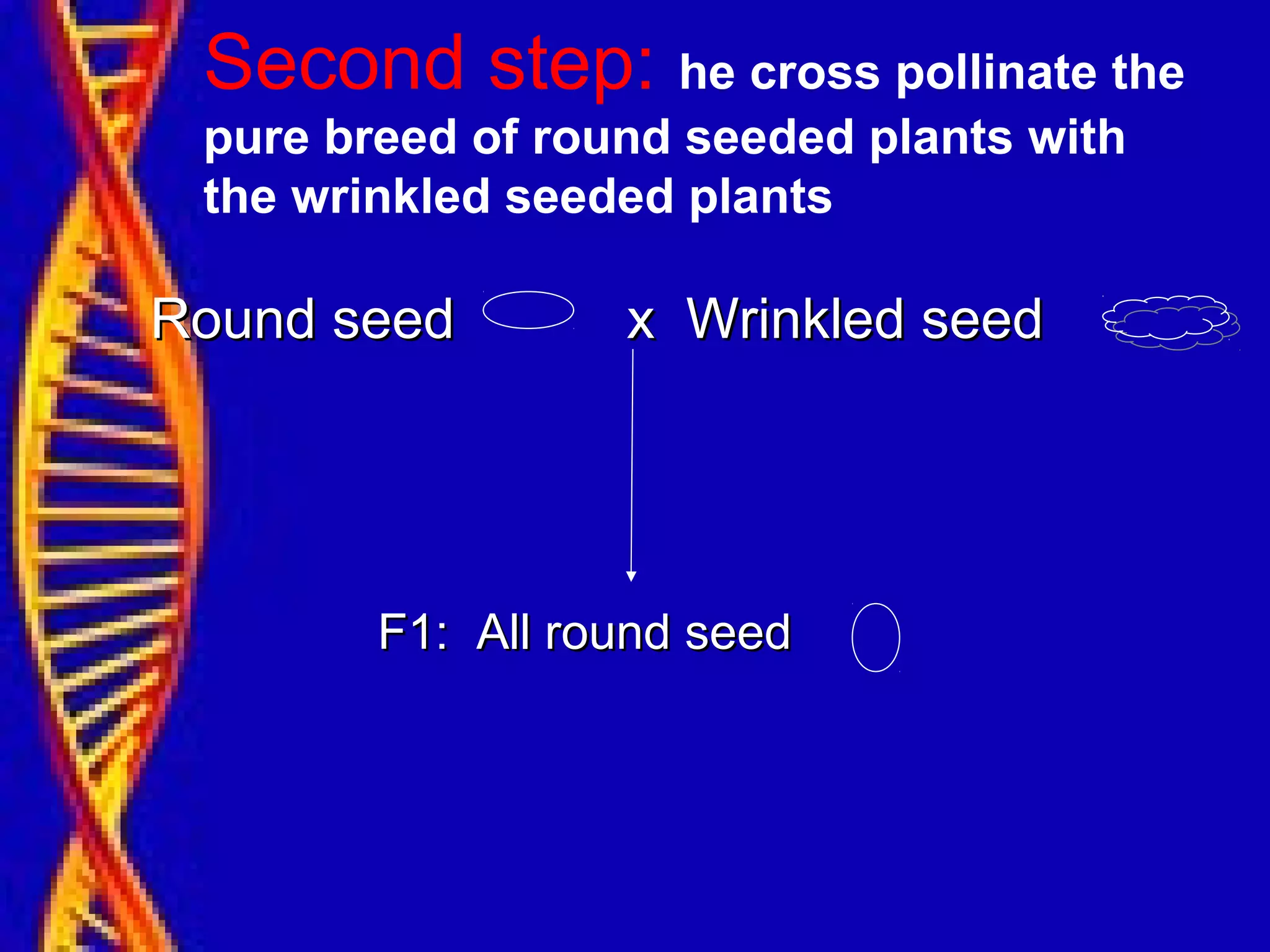 Second step: he cross pollinate the
pure breed of round seeded plants with
the wrinkled seeded plants
Round seed x Wrinkled seedRound seed x Wrinkled seed
F1: All round seedF1: All round seed
 