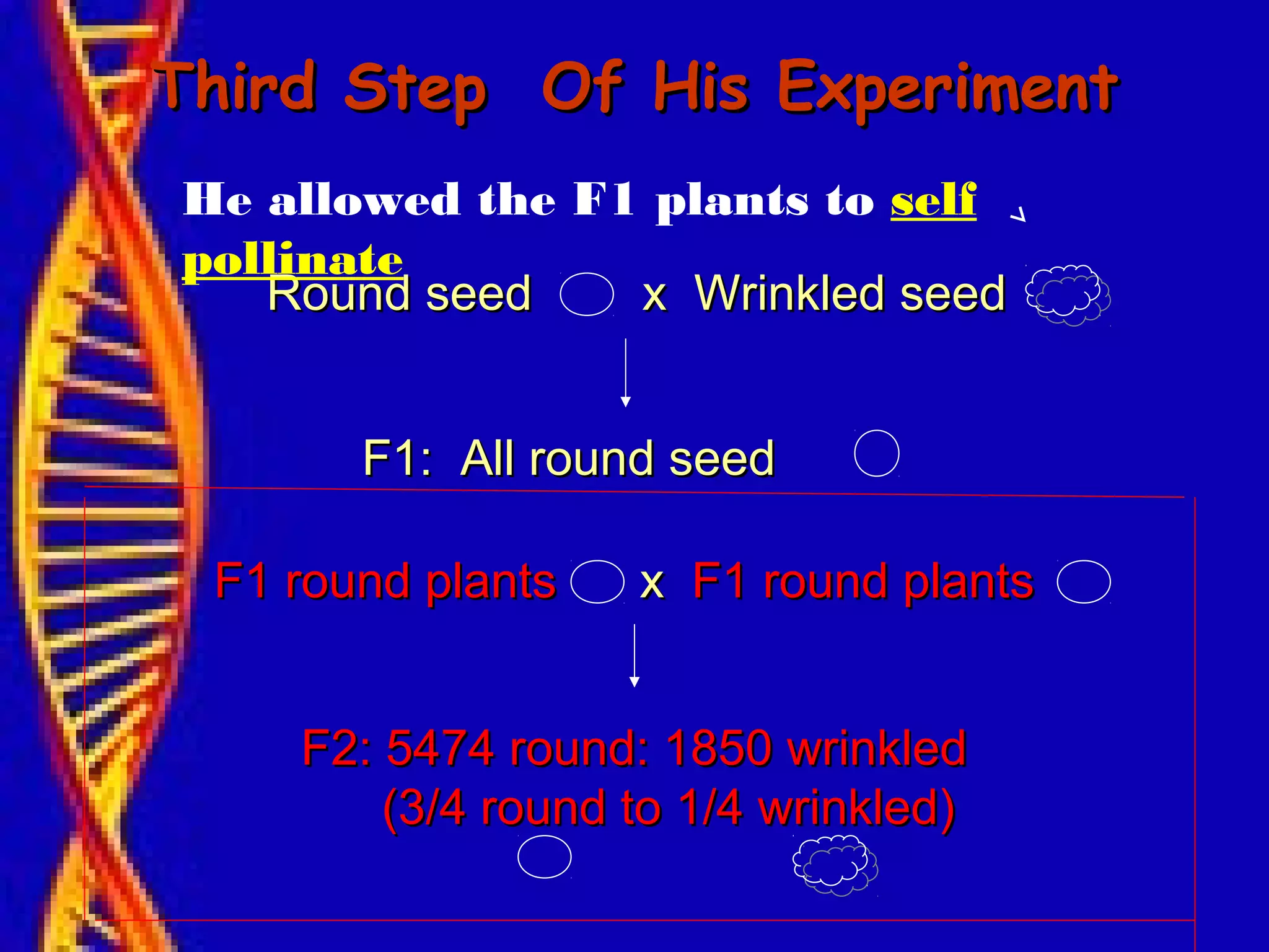Third Step Of His ExperimentThird Step Of His Experiment
F2: 5474 round: 1850 wrinkledF2: 5474 round: 1850 wrinkled
(3/4 round to 1/4 wrinkled)(3/4 round to 1/4 wrinkled)
Round seed x Wrinkled seedRound seed x Wrinkled seed
F1: All round seedF1: All round seed
F1 round plantsF1 round plants xx F1 round plantsF1 round plants
He allowed the F1 plants to self
pollinate
 