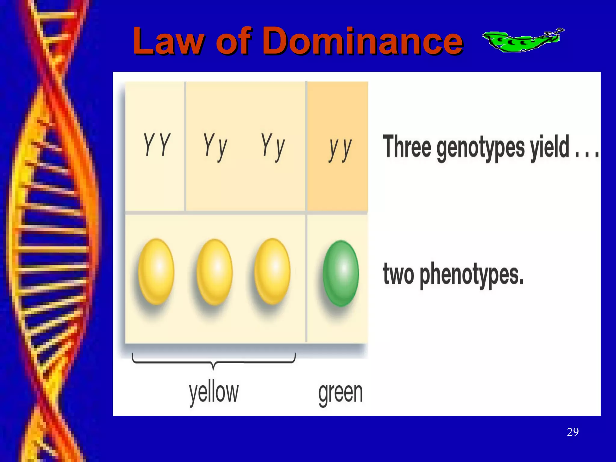Law of DominanceLaw of Dominance
29
 