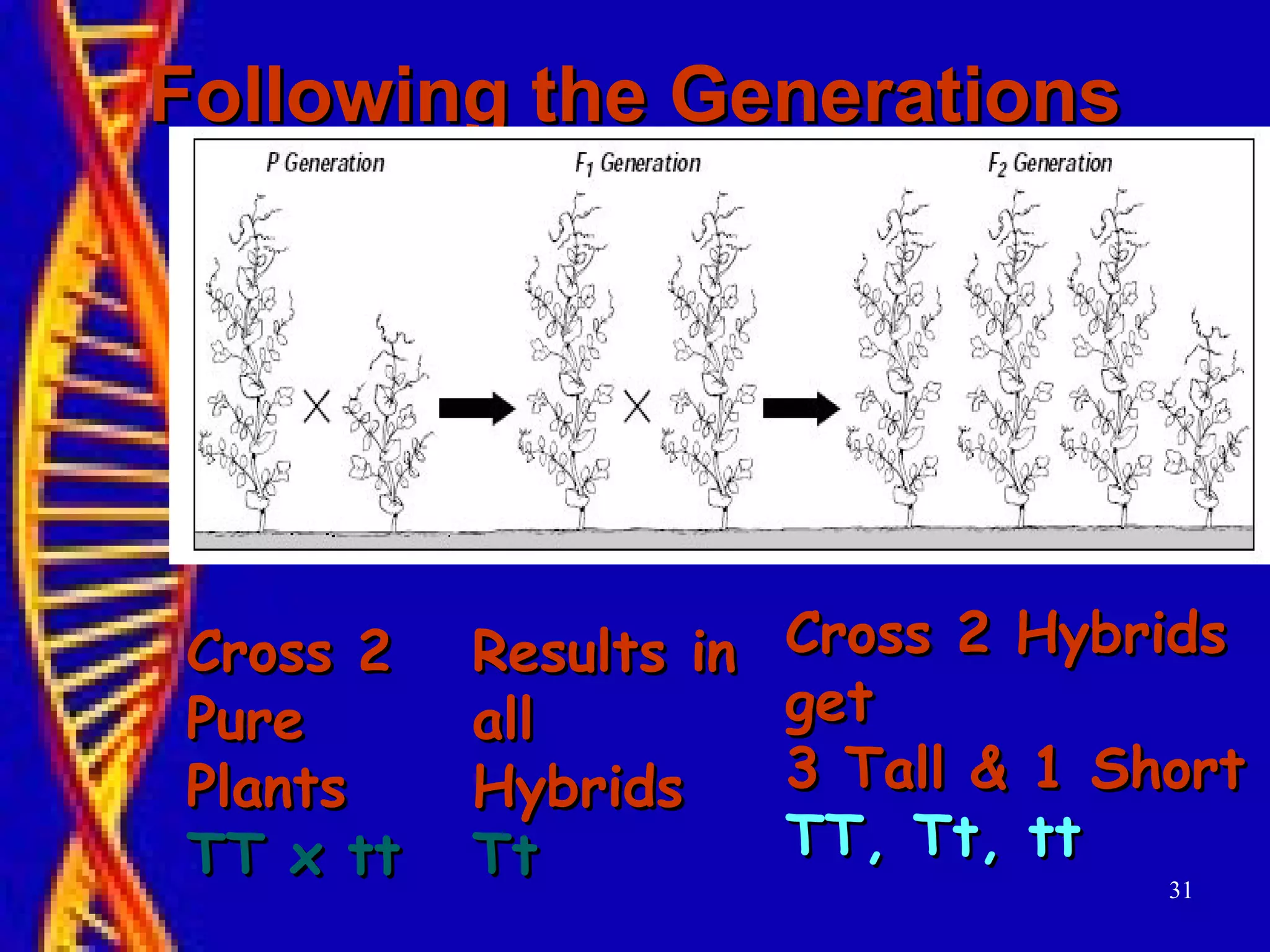 Following the GenerationsFollowing the Generations
31
Cross 2Cross 2
PurePure
PlantsPlants
TT x ttTT x tt
Results inResults in
allall
HybridsHybrids
TtTt
Cross 2 HybridsCross 2 Hybrids
getget
3 Tall & 1 Short3 Tall & 1 Short
TT, Tt, ttTT, Tt, tt
 
