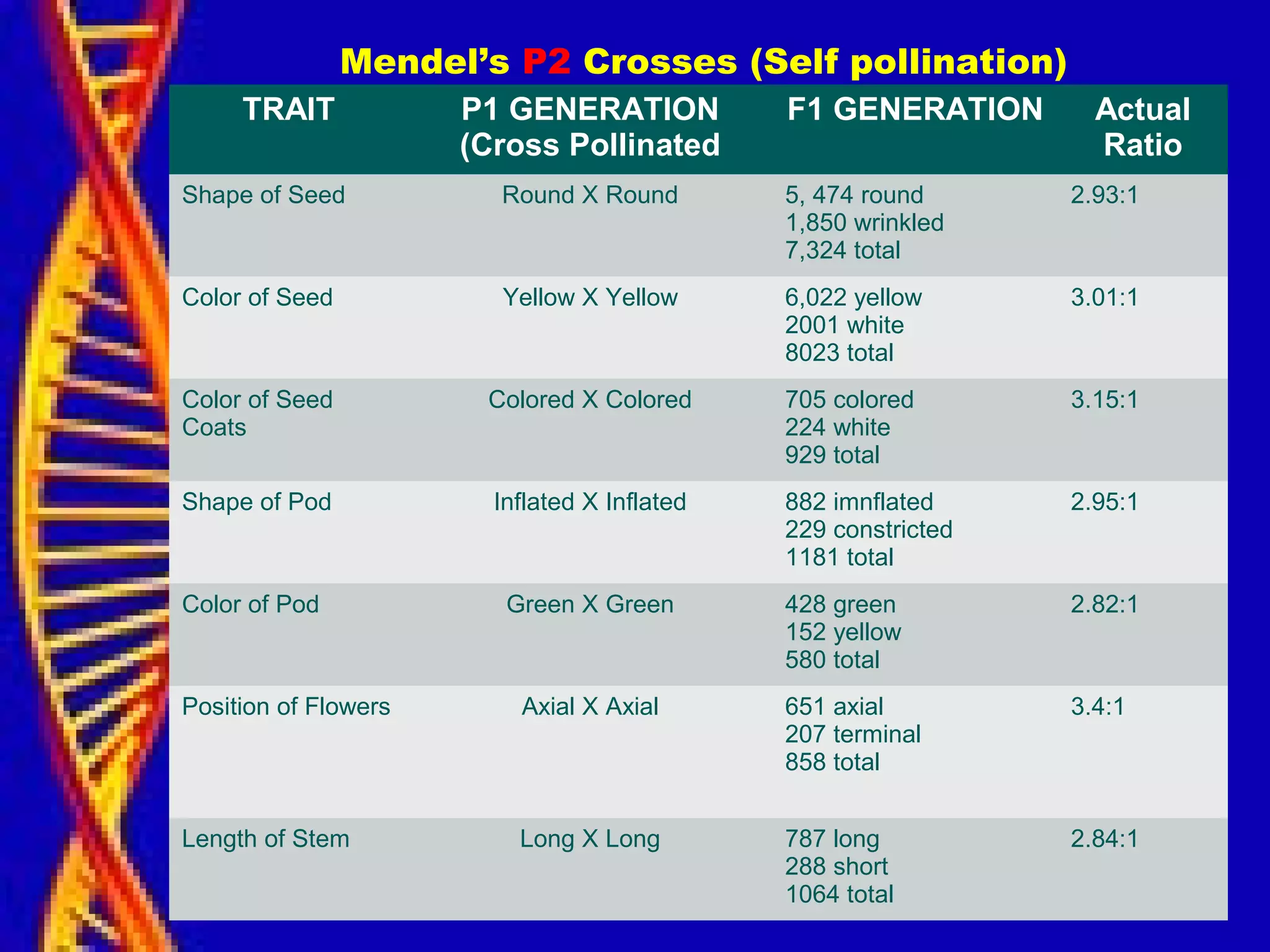 TRAIT P1 GENERATION
(Cross Pollinated
F1 GENERATION Actual
Ratio
Shape of Seed Round X Round 5, 474 round
1,850 wrinkled
7,324 total
2.93:1
Color of Seed Yellow X Yellow 6,022 yellow
2001 white
8023 total
3.01:1
Color of Seed
Coats
Colored X Colored 705 colored
224 white
929 total
3.15:1
Shape of Pod Inflated X Inflated 882 imnflated
229 constricted
1181 total
2.95:1
Color of Pod Green X Green 428 green
152 yellow
580 total
2.82:1
Position of Flowers Axial X Axial 651 axial
207 terminal
858 total
3.4:1
Length of Stem Long X Long 787 long
288 short
1064 total
2.84:1
Mendel’s P2 Crosses (Self pollination)
 