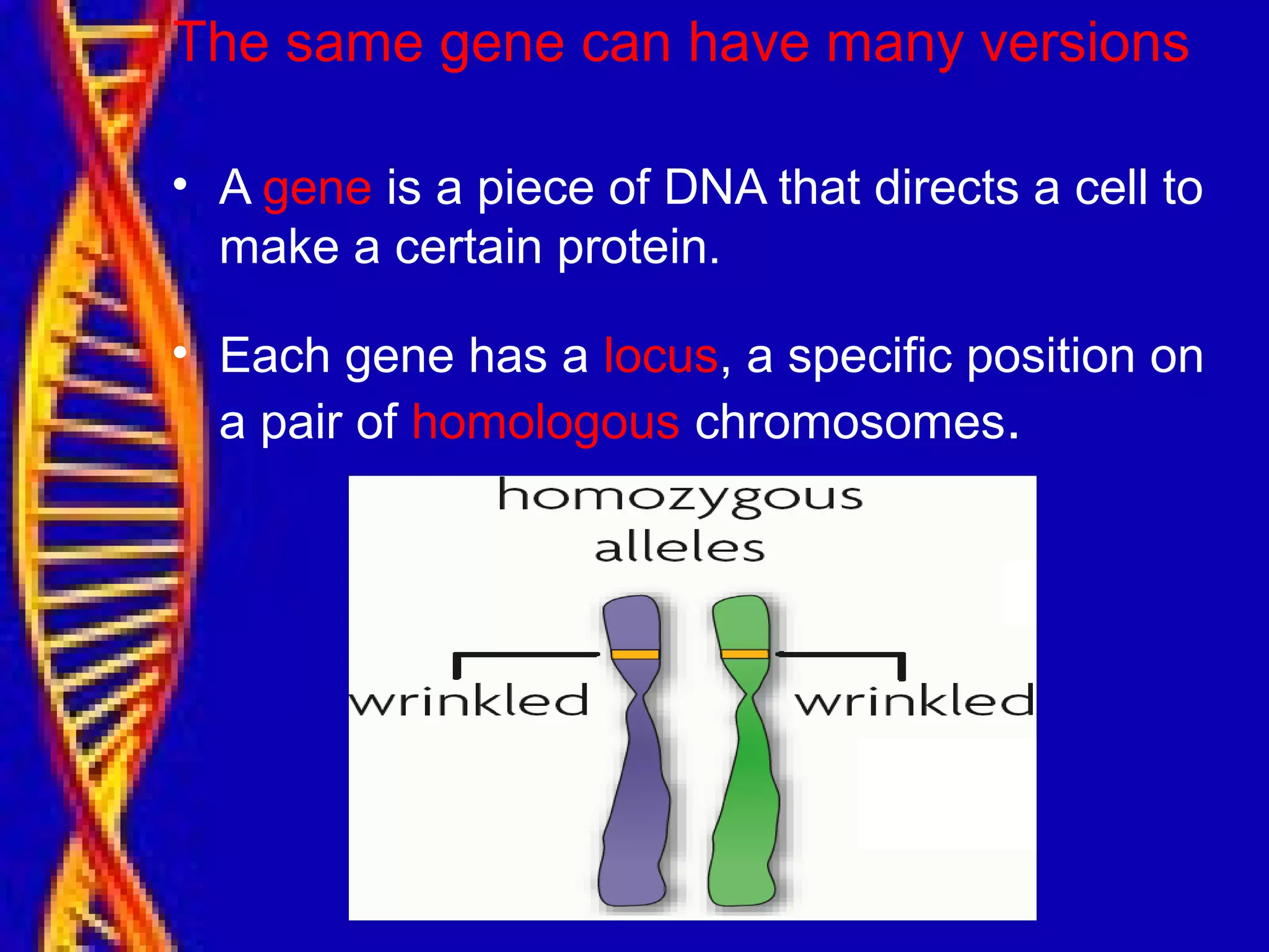 The same gene can have many versions
• A gene is a piece of DNA that directs a cell to
make a certain protein.
• Each gene has a locus, a specific position on
a pair of homologous chromosomes.
 