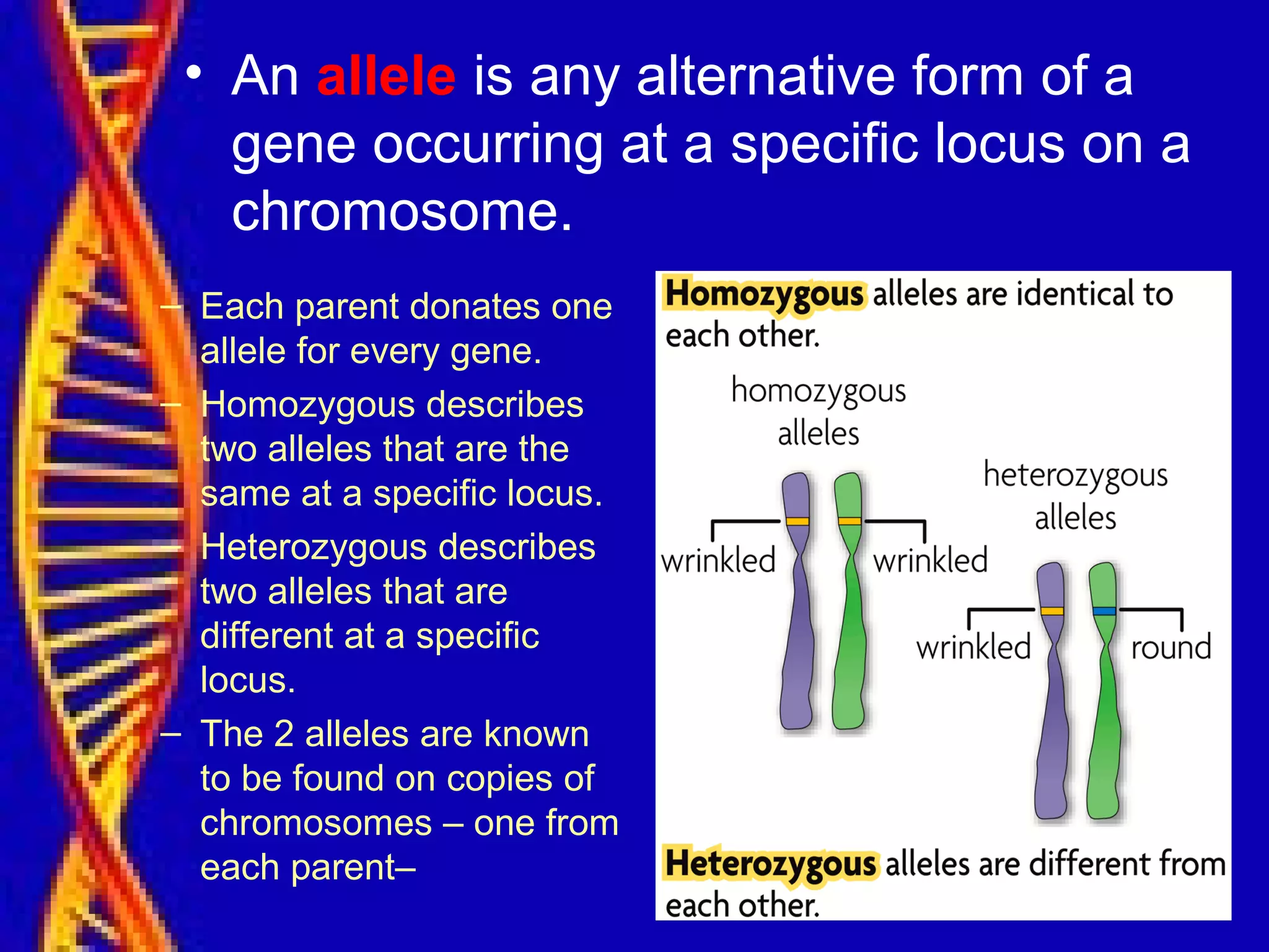• An allele is any alternative form of a
gene occurring at a specific locus on a
chromosome.
– Each parent donates one
allele for every gene.
– Homozygous describes
two alleles that are the
same at a specific locus.
– Heterozygous describes
two alleles that are
different at a specific
locus.
– The 2 alleles are known
to be found on copies of
chromosomes – one from
each parent–
 