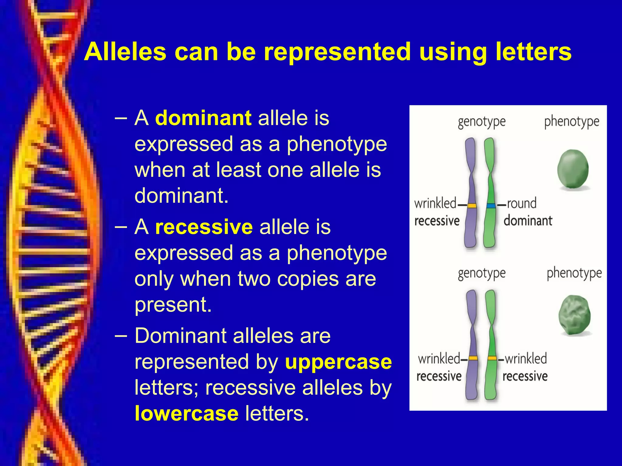 Alleles can be represented using letters
– A dominant allele is
expressed as a phenotype
when at least one allele is
dominant.
– A recessive allele is
expressed as a phenotype
only when two copies are
present.
– Dominant alleles are
represented by uppercase
letters; recessive alleles by
lowercase letters.
 