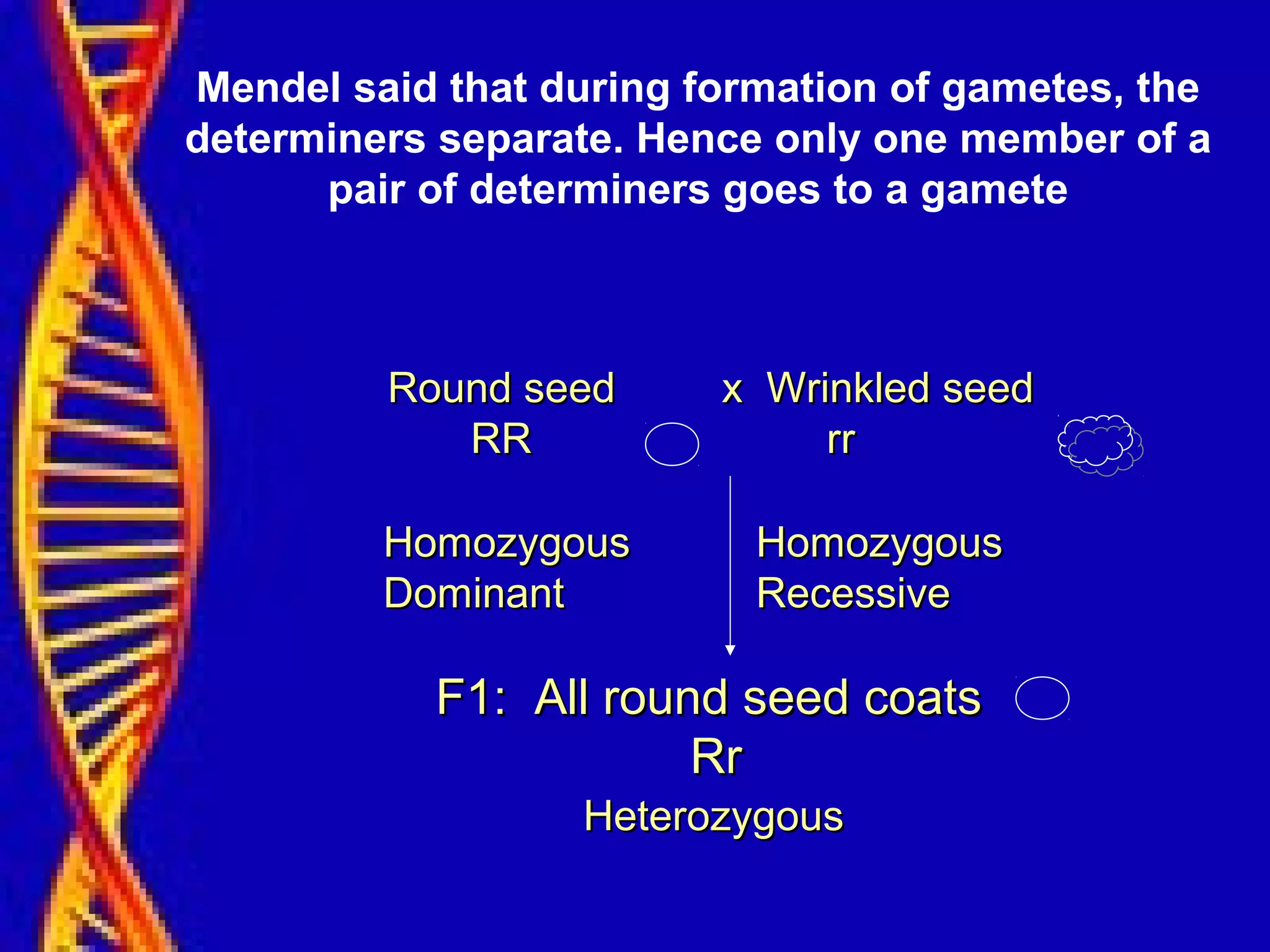 Mendel said that during formation of gametes, the
determiners separate. Hence only one member of a
pair of determiners goes to a gamete
HomozygousHomozygous
DominantDominant
HomozygousHomozygous
RecessiveRecessive
HeterozygousHeterozygous
Round seed x Wrinkled seedRound seed x Wrinkled seed
RR rrRR rr
F1: All round seed coatsF1: All round seed coats
RrRr
 