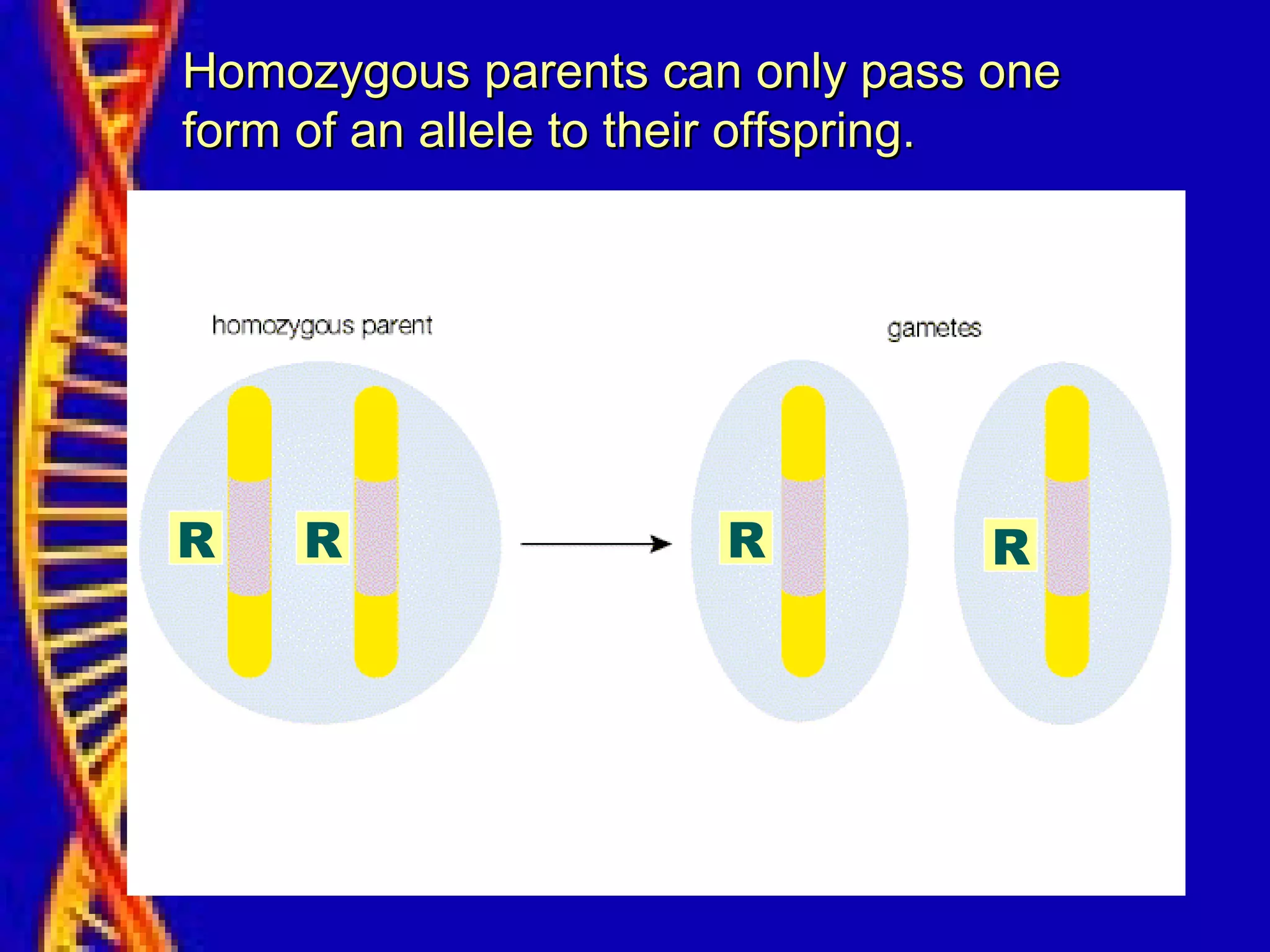 R R R R
Homozygous parents can only pass oneHomozygous parents can only pass one
form of an allele to their offspring.form of an allele to their offspring.
 