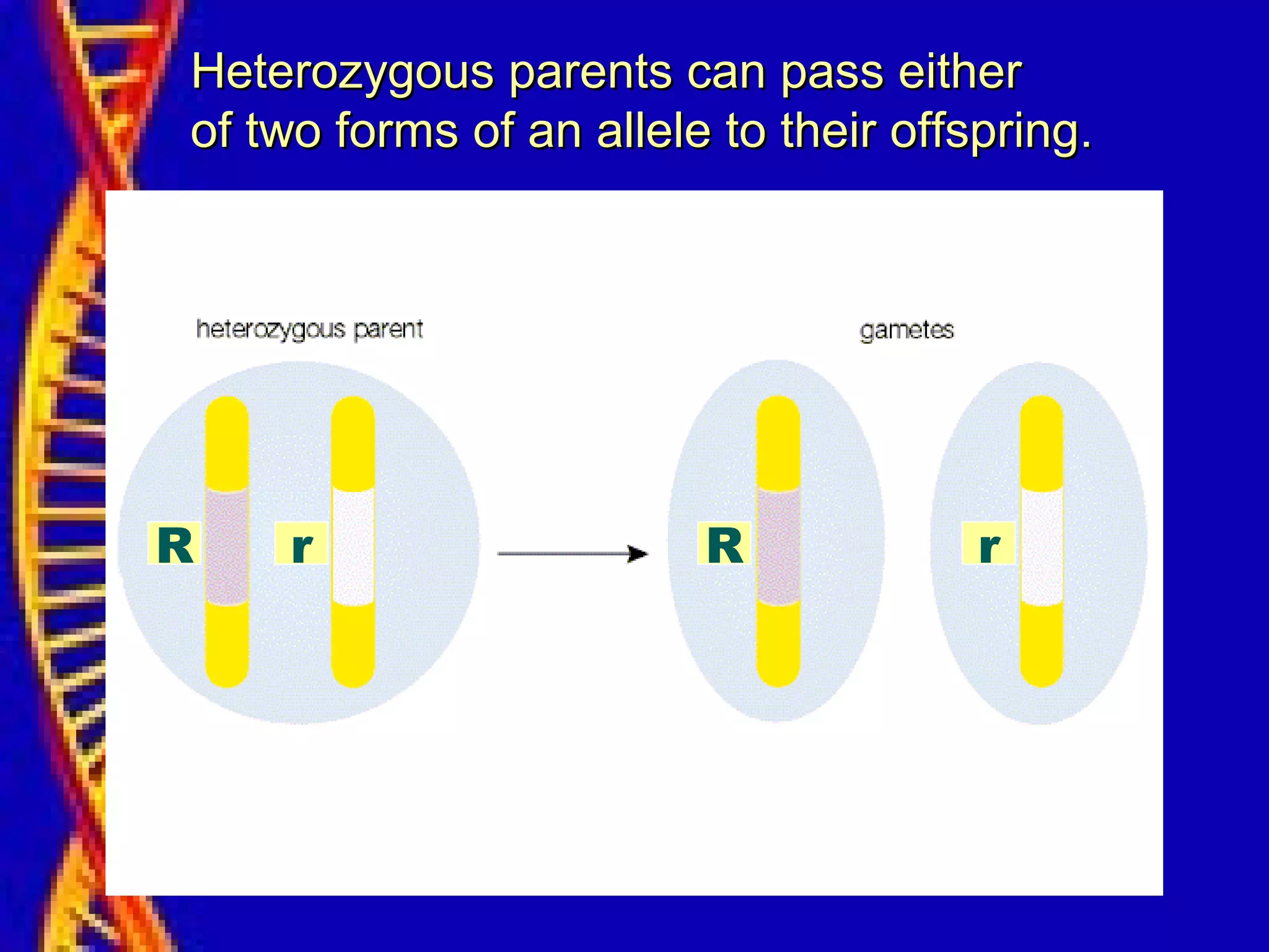 R r R r
Heterozygous parents can pass eitherHeterozygous parents can pass either
of two forms of an allele to their offspring.of two forms of an allele to their offspring.
 