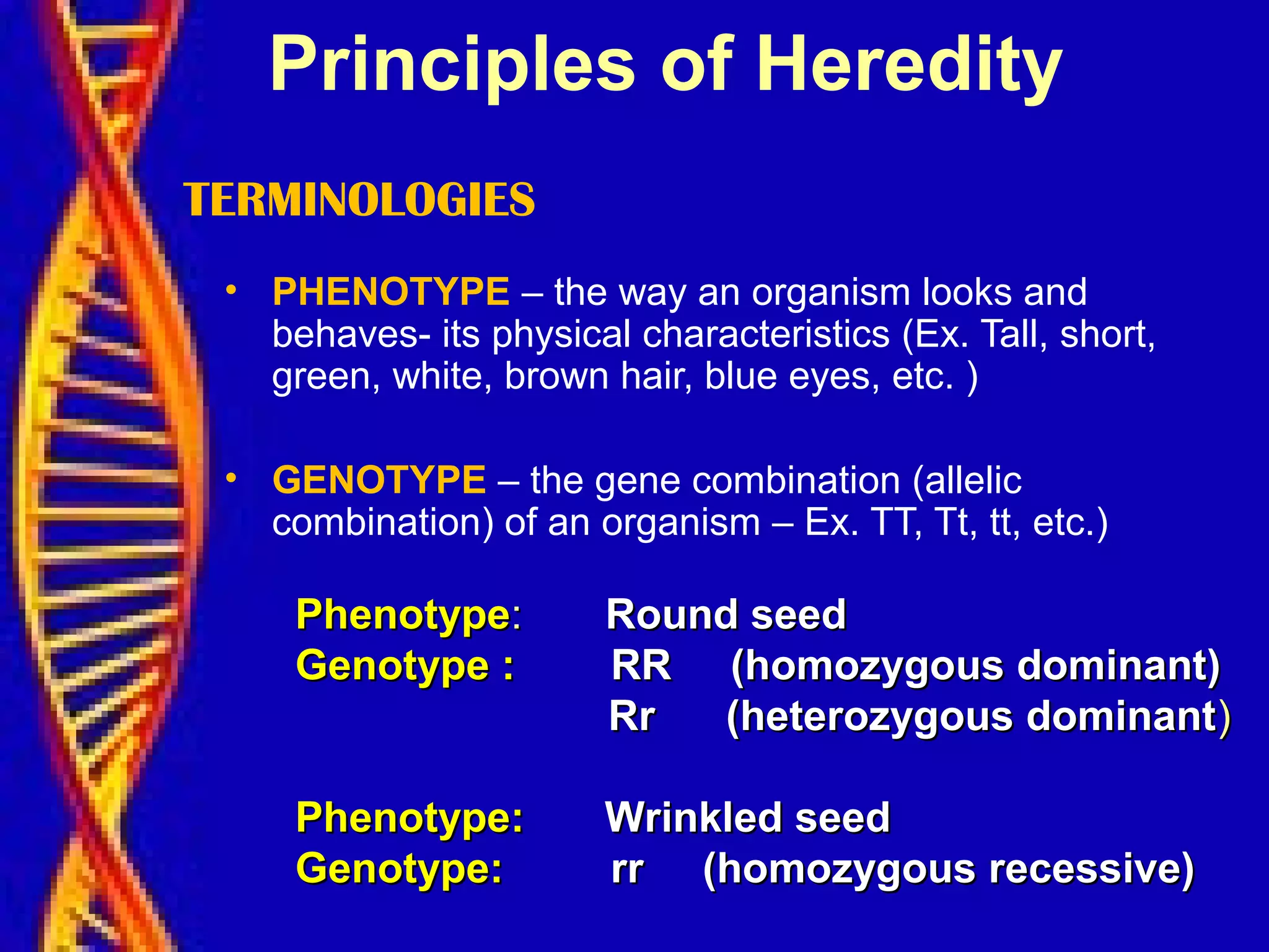 TERMINOLOGIES
• PHENOTYPE – the way an organism looks and
behaves- its physical characteristics (Ex. Tall, short,
green, white, brown hair, blue eyes, etc. )
• GENOTYPE – the gene combination (allelic
combination) of an organism – Ex. TT, Tt, tt, etc.)
PhenotypePhenotype:: Round seedRound seed
Genotype :Genotype : RR (homozygous dominant)RR (homozygous dominant)
Rr (heterozygous dominantRr (heterozygous dominant))
Phenotype:Phenotype: Wrinkled seedWrinkled seed
Genotype:Genotype: rr (homozygous recessive)rr (homozygous recessive)
Principles of Heredity
 