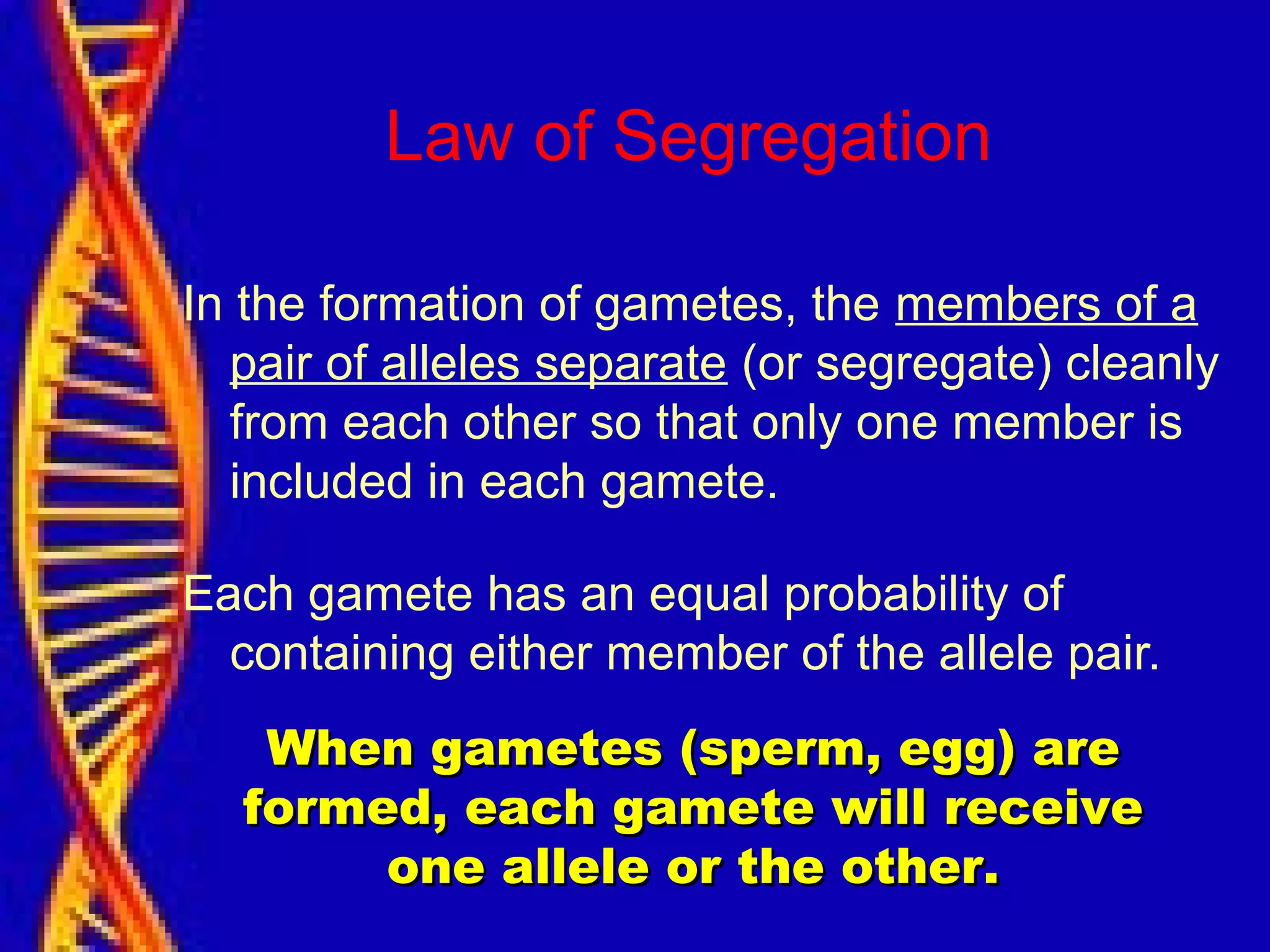 Law of Segregation
In the formation of gametes, the members of a
pair of alleles separate (or segregate) cleanly
from each other so that only one member is
included in each gamete.
Each gamete has an equal probability of
containing either member of the allele pair.
When gametes (sperm, egg) areWhen gametes (sperm, egg) are
formed, each gamete will receiveformed, each gamete will receive
one allele or the other.one allele or the other.
 