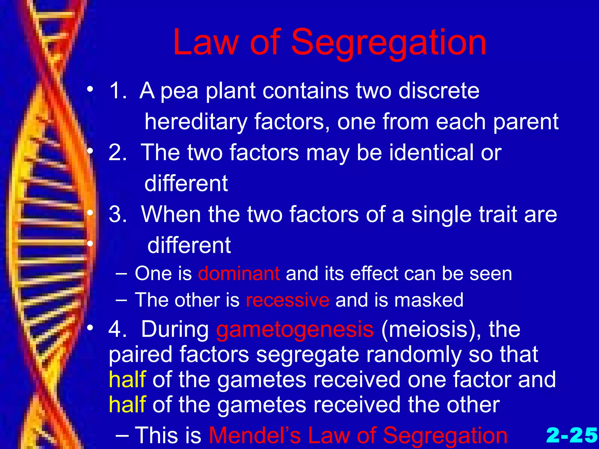 Law of Segregation
• 1. A pea plant contains two discrete
hereditary factors, one from each parent
• 2. The two factors may be identical or
different
• 3. When the two factors of a single trait are
• different
– One is dominant and its effect can be seen
– The other is recessive and is masked
• 4. During gametogenesis (meiosis), the
paired factors segregate randomly so that
half of the gametes received one factor and
half of the gametes received the other
– This is Mendel’s Law of Segregation 2-25
 