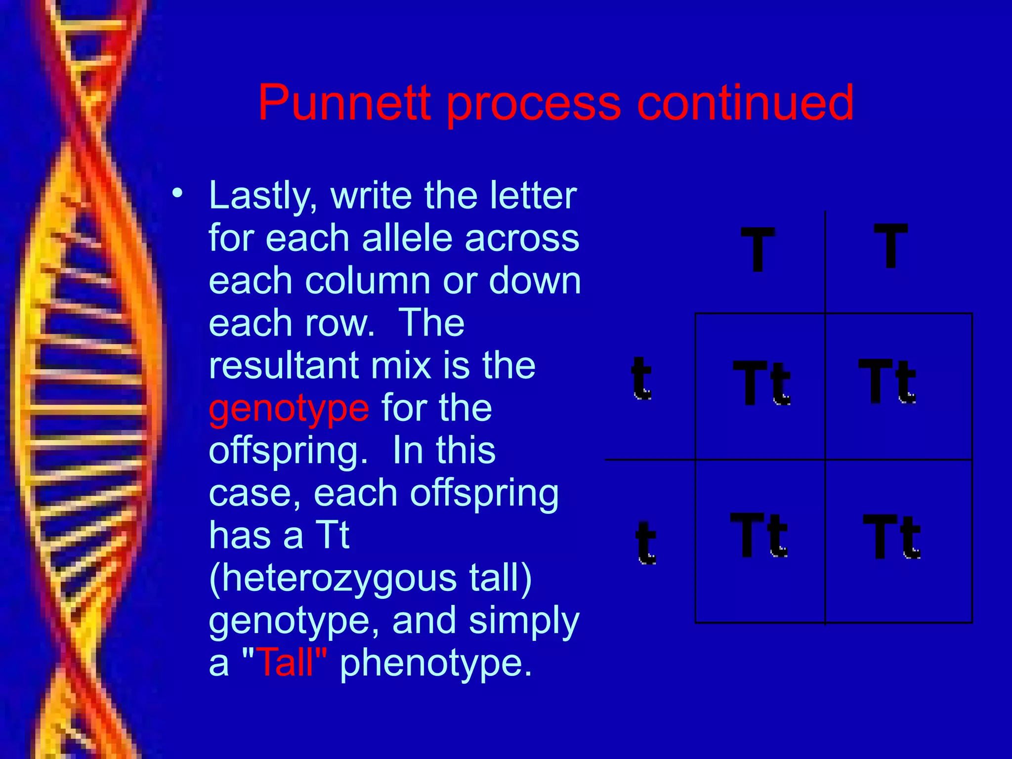 Punnett process continued
• Lastly, write the letter
for each allele across
each column or down
each row. The
resultant mix is the
genotype for the
offspring. In this
case, each offspring
has a Tt
(heterozygous tall)
genotype, and simply
a "Tall" phenotype.
 