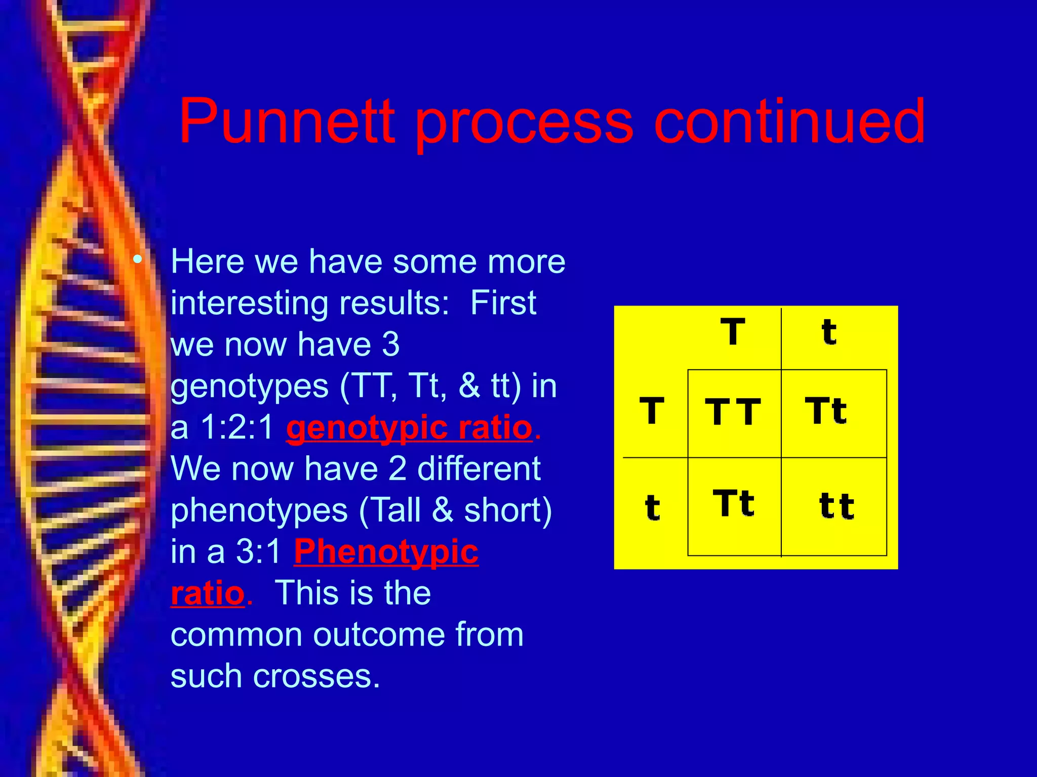 Punnett process continued
• Here we have some more
interesting results: First
we now have 3
genotypes (TT, Tt, & tt) in
a 1:2:1 genotypic ratio.
We now have 2 different
phenotypes (Tall & short)
in a 3:1 Phenotypic
ratio. This is the
common outcome from
such crosses.
 