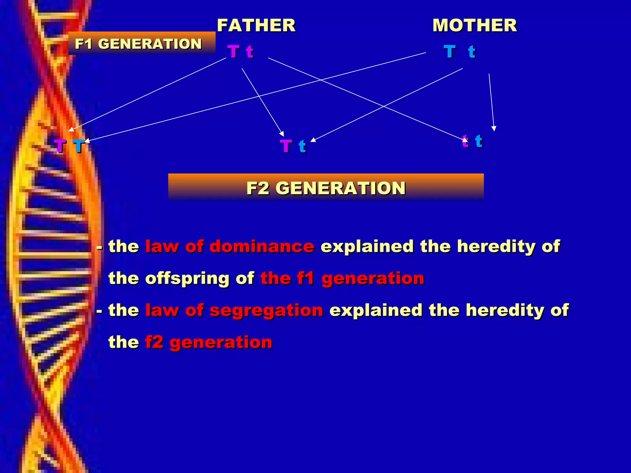 F1 GENERATIONF1 GENERATION
FATHERFATHER MOTHERMOTHER
T tT t T tT t
TT TT TT tt tt tt
F2 GENERATIONF2 GENERATION
- the- the law of dominancelaw of dominance explained the heredity ofexplained the heredity of
the offspring ofthe offspring of the f1 generationthe f1 generation
- the- the law of segregationlaw of segregation explained the heredity ofexplained the heredity of
thethe f2 generationf2 generation
 