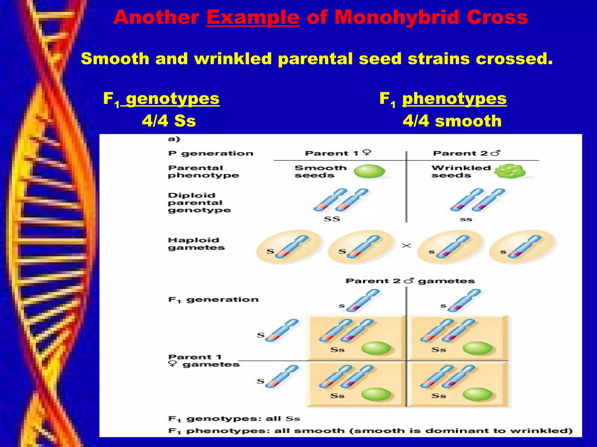 Another Example of Monohybrid Cross
Smooth and wrinkled parental seed strains crossed.
F1 genotypes F1 phenotypes
4/4 Ss 4/4 smooth
 