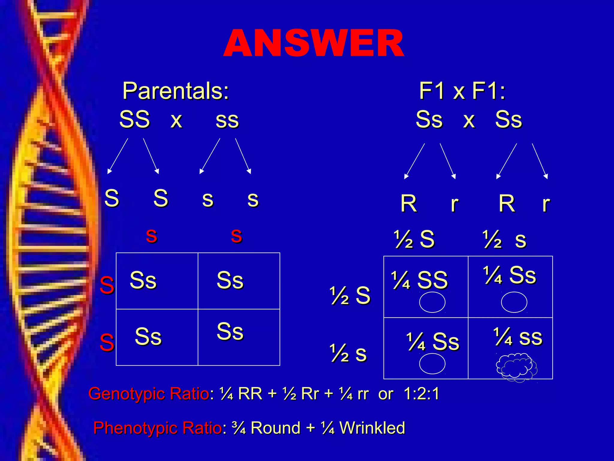 ANSWER
Parentals:Parentals:
SS x ssSS x ss
S S s sS S s s
SS
SS
s ss s
F1 x F1:F1 x F1:
Ss x SsSs x Ss
R r R rR r R r
½ S½ S
½ s½ s
½ S ½ s½ S ½ s
¼ SS¼ SS ¼ Ss¼ Ss
¼ Ss¼ Ss ¼ ss¼ ss
SsSs SsSs
SsSs SsSs
Genotypic RatioGenotypic Ratio: ¼ RR + ½ Rr + ¼ rr or 1:2:1: ¼ RR + ½ Rr + ¼ rr or 1:2:1
Phenotypic RatioPhenotypic Ratio: ¾ Round + ¼ Wrinkled: ¾ Round + ¼ Wrinkled
 