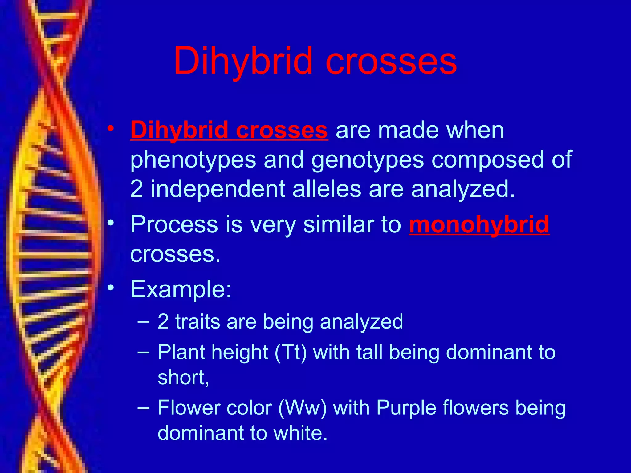 Dihybrid crosses
• Dihybrid crosses are made when
phenotypes and genotypes composed of
2 independent alleles are analyzed.
• Process is very similar to monohybrid
crosses.
• Example:
– 2 traits are being analyzed
– Plant height (Tt) with tall being dominant to
short,
– Flower color (Ww) with Purple flowers being
dominant to white.
 