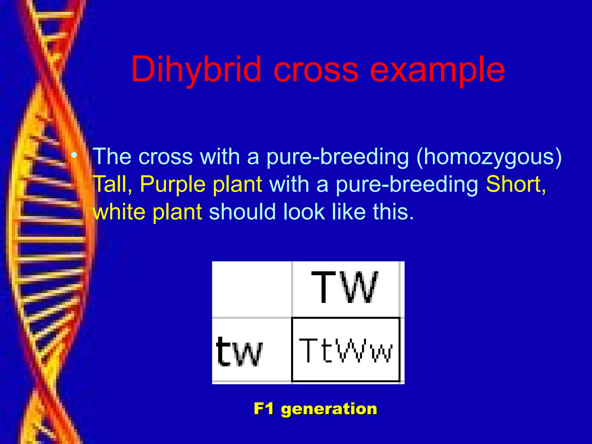 Dihybrid cross example
• The cross with a pure-breeding (homozygous)
Tall, Purple plant with a pure-breeding Short,
white plant should look like this.
F1 generationF1 generation
 