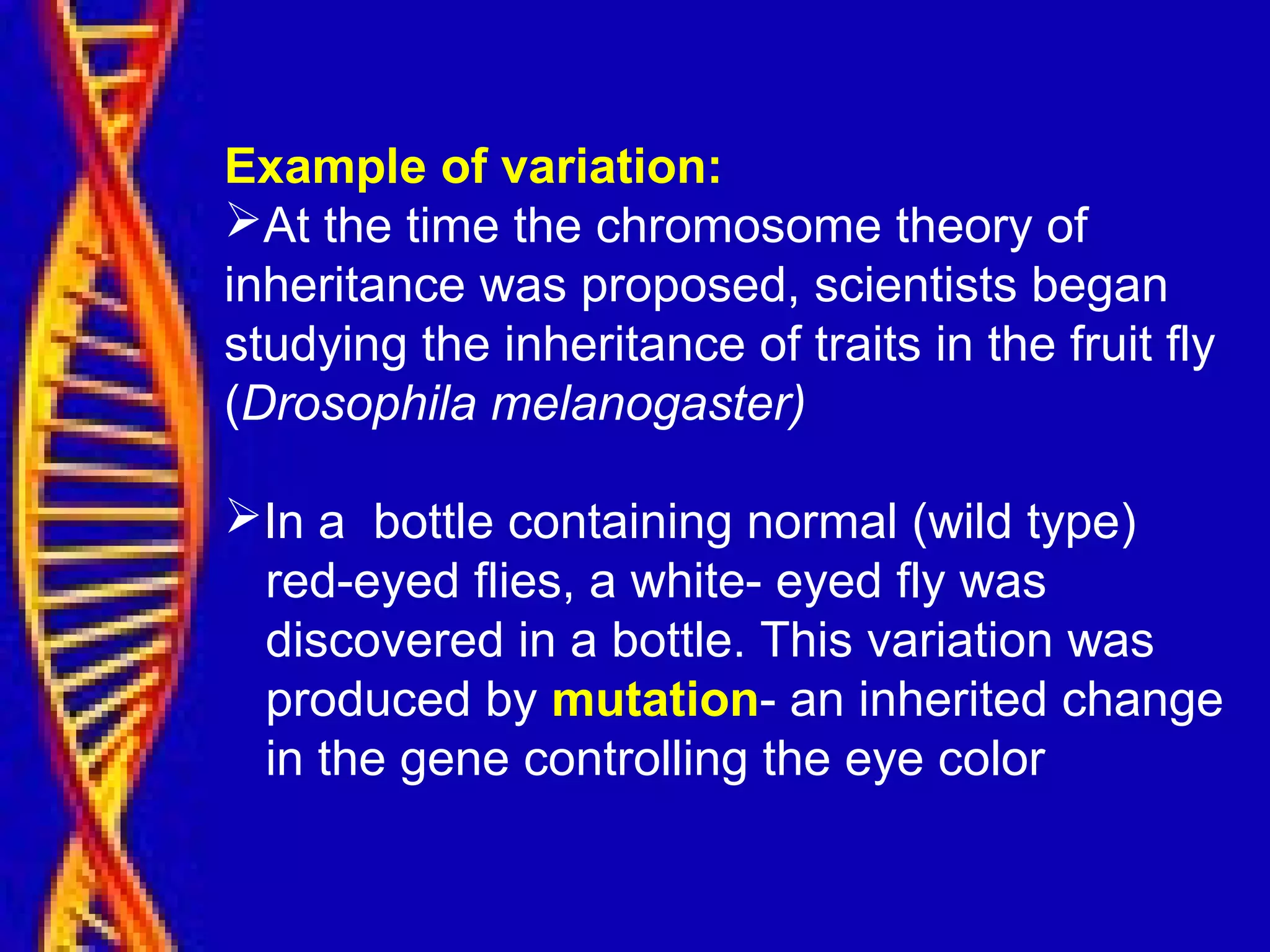 Example of variation:
At the time the chromosome theory of
inheritance was proposed, scientists began
studying the inheritance of traits in the fruit fly
(Drosophila melanogaster)
In a bottle containing normal (wild type)
red-eyed flies, a white- eyed fly was
discovered in a bottle. This variation was
produced by mutation- an inherited change
in the gene controlling the eye color
 