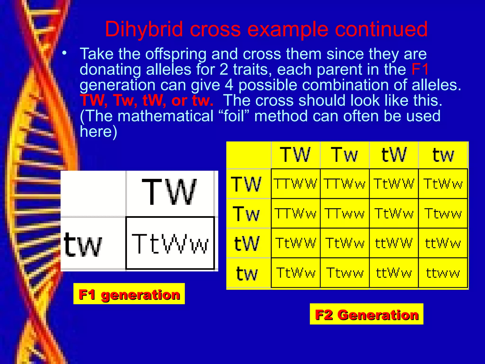 Dihybrid cross example continued
• Take the offspring and cross them since they are
donating alleles for 2 traits, each parent in the F1
generation can give 4 possible combination of alleles.
TW, Tw, tW, or tw. The cross should look like this.
(The mathematical “foil” method can often be used
here)
F2 GenerationF2 Generation
F1 generationF1 generation
 