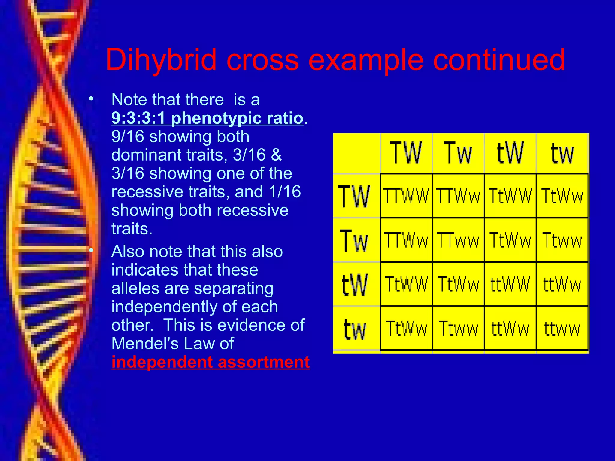 Dihybrid cross example continued
• Note that there is a
9:3:3:1 phenotypic ratio.
9/16 showing both
dominant traits, 3/16 &
3/16 showing one of the
recessive traits, and 1/16
showing both recessive
traits.
• Also note that this also
indicates that these
alleles are separating
independently of each
other. This is evidence of
Mendel's Law of
independent assortment
 