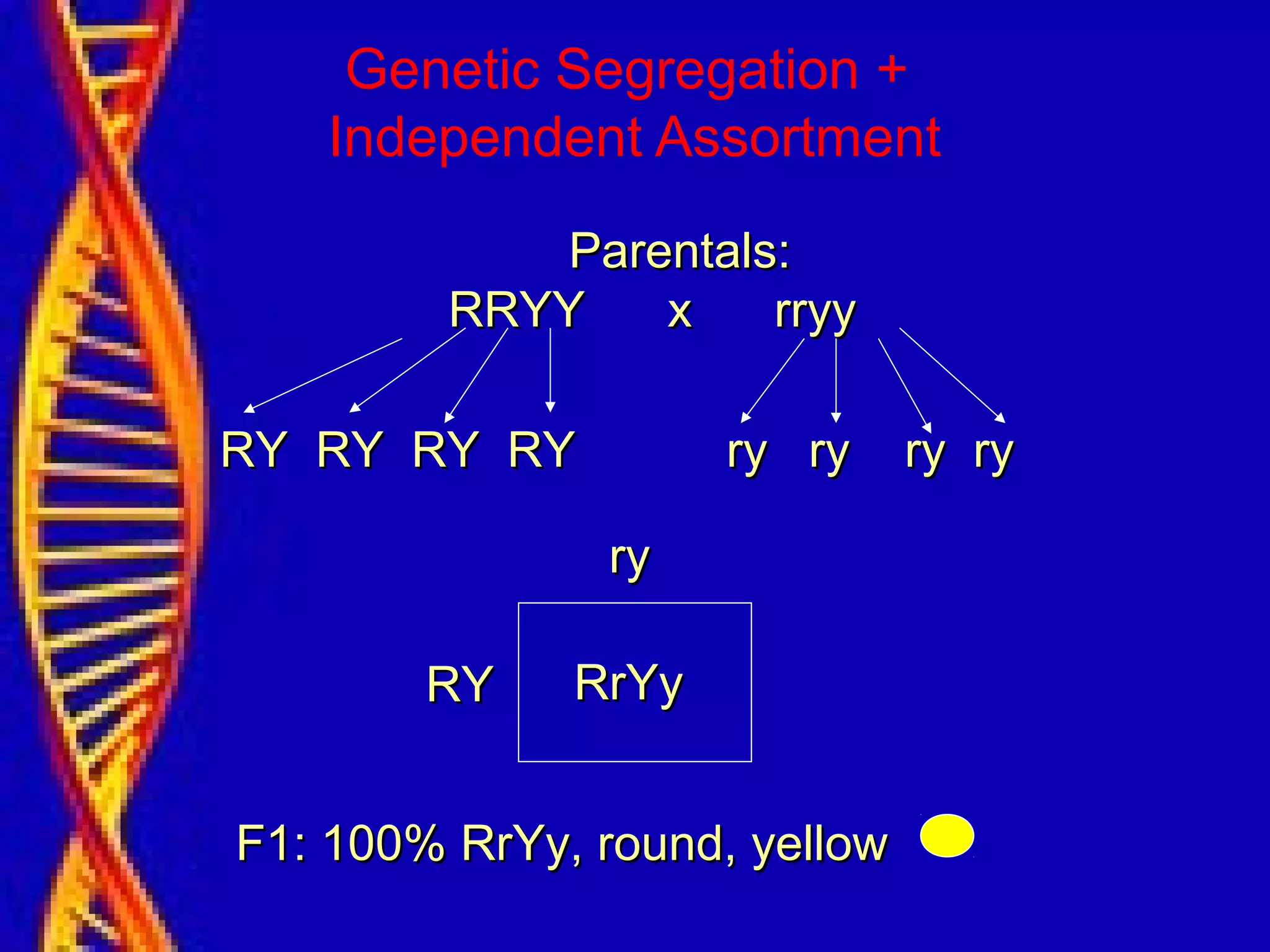 Genetic Segregation +
Independent Assortment
Parentals:Parentals:
RRYY x rryyRRYY x rryy
RY RY RY RY ry ry ry ryRY RY RY RY ry ry ry ry
ryry
RYRY RrYyRrYy
F1: 100% RrYy, round, yellowF1: 100% RrYy, round, yellow
 
