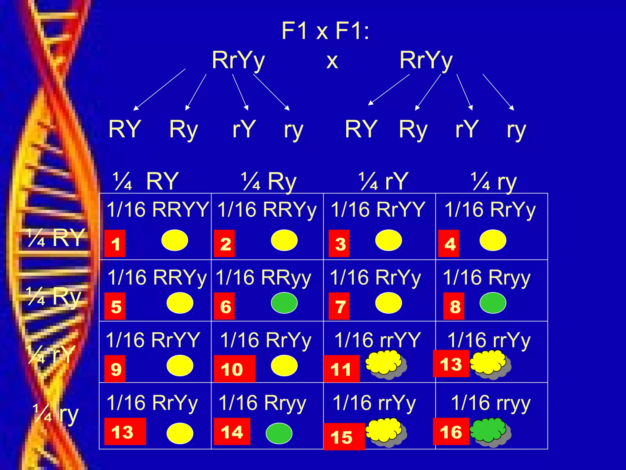 F1 x F1:
RrYy x RrYy
RY Ry rY ry RY Ry rY ry
¼ RY ¼ Ry ¼ rY ¼ ry
¼ RY
¼ Ry
¼ rY
¼ ry
1/16 RRYY 1/16 RRYy 1/16 RrYY 1/16 RrYy
1/16 RRYy 1/16 RRyy 1/16 RrYy 1/16 Rryy
1/16 RrYY 1/16 RrYy 1/16 rrYY 1/16 rrYy
1/16 RrYy 1/16 Rryy 1/16 rrYy 1/16 rryy
1 432
9
8765
16151413
10 11 13
 