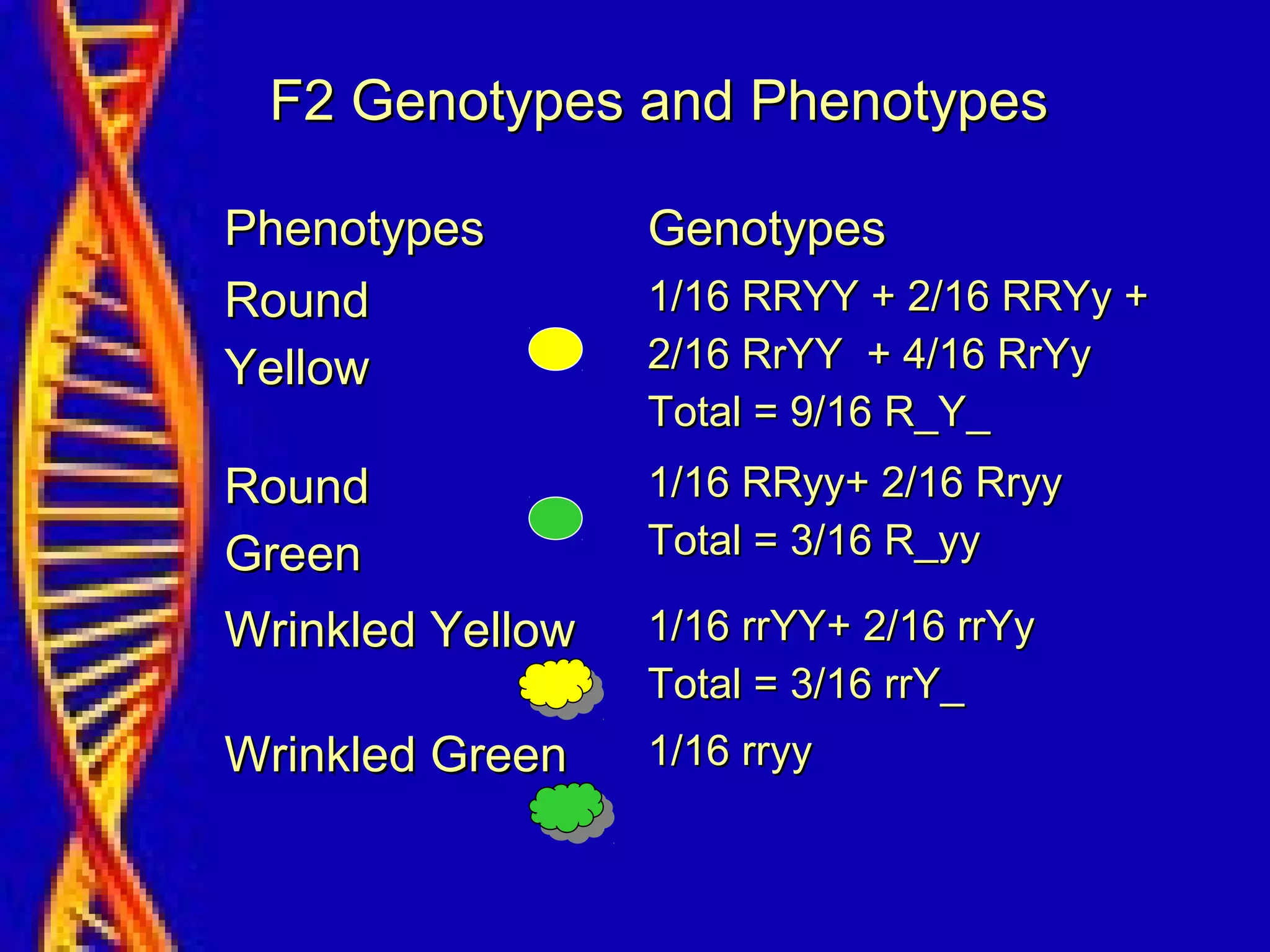 F2 Genotypes and PhenotypesF2 Genotypes and Phenotypes
PhenotypesPhenotypes GenotypesGenotypes
RoundRound
YellowYellow
1/16 RRYY + 2/16 RRYy +1/16 RRYY + 2/16 RRYy +
2/16 RrYY + 4/16 RrYy2/16 RrYY + 4/16 RrYy
Total = 9/16 R_Y_Total = 9/16 R_Y_
RoundRound
GreenGreen
1/16 RRyy+ 2/16 Rryy1/16 RRyy+ 2/16 Rryy
Total = 3/16 R_yyTotal = 3/16 R_yy
Wrinkled YellowWrinkled Yellow 1/16 rrYY+ 2/16 rrYy1/16 rrYY+ 2/16 rrYy
Total = 3/16 rrY_Total = 3/16 rrY_
Wrinkled GreenWrinkled Green 1/16 rryy1/16 rryy
 