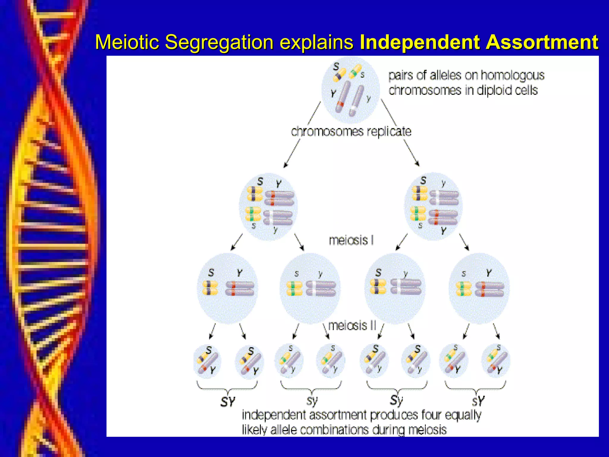 Meiotic Segregation explainsMeiotic Segregation explains Independent AssortmentIndependent Assortment
 