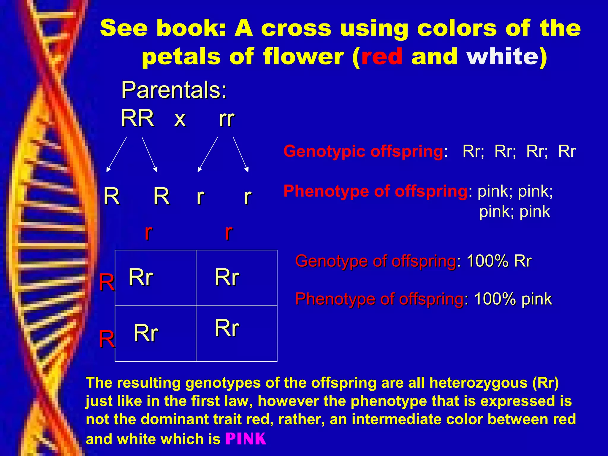 See book: A cross using colors of the
petals of flower (red and white)
Parentals:Parentals:
RR x rrRR x rr
R R r rR R r r
RR
RR
r rr r
RrRr RrRr
RrRr RrRr
Genotype of offspringGenotype of offspring: 100% Rr: 100% Rr
Phenotype of offspringPhenotype of offspring: 100% pink: 100% pink
Genotypic offspring: Rr; Rr; Rr; Rr
Phenotype of offspring: pink; pink;
pink; pink
The resulting genotypes of the offspring are all heterozygous (Rr)
just like in the first law, however the phenotype that is expressed is
not the dominant trait red, rather, an intermediate color between red
and white which is PINK
 
