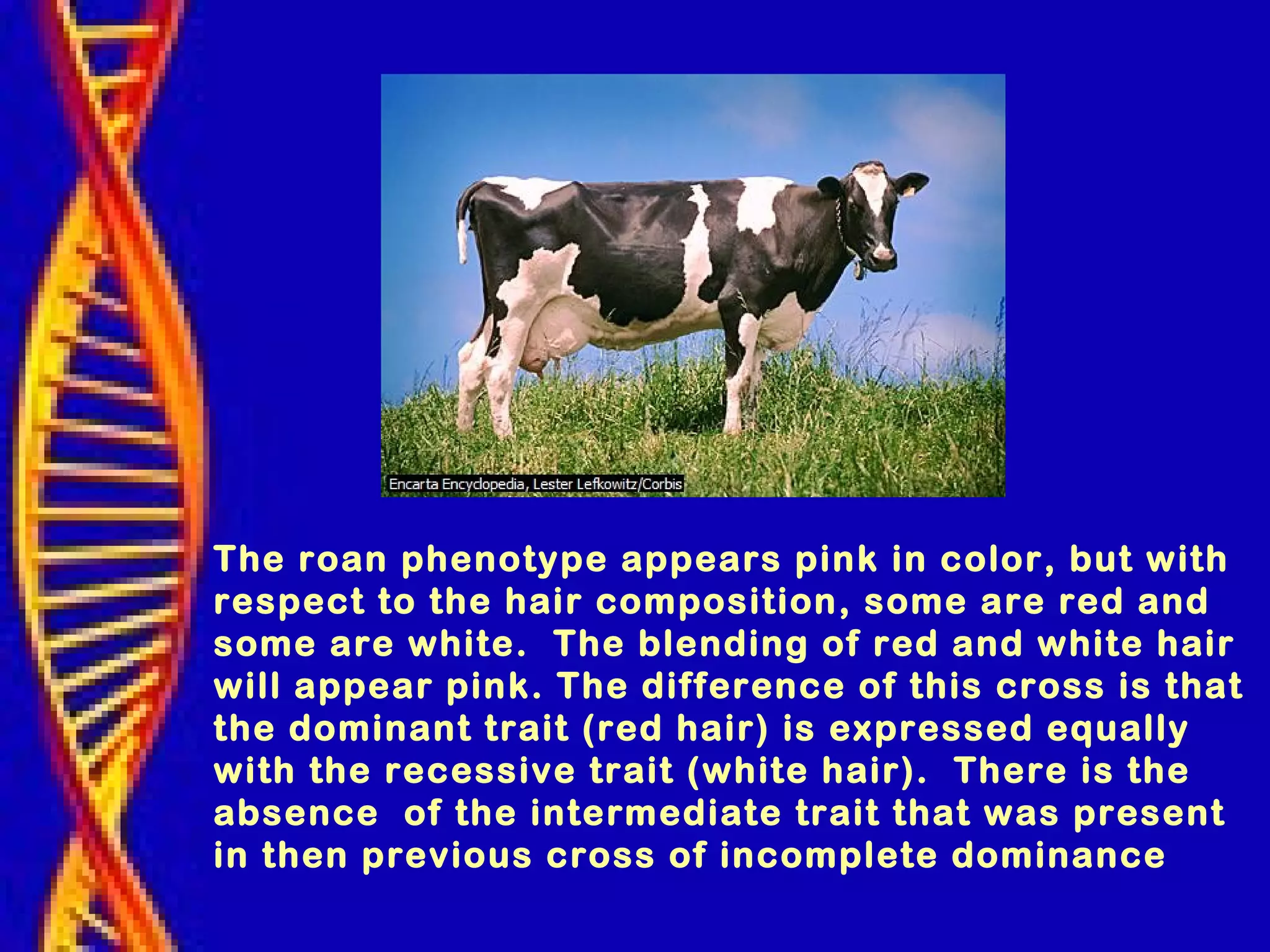 The roan phenotype appears pink in color, but with
respect to the hair composition, some are red and
some are white. The blending of red and white hair
will appear pink. The difference of this cross is that
the dominant trait (red hair) is expressed equally
with the recessive trait (white hair). There is the
absence of the intermediate trait that was present
in then previous cross of incomplete dominance
 