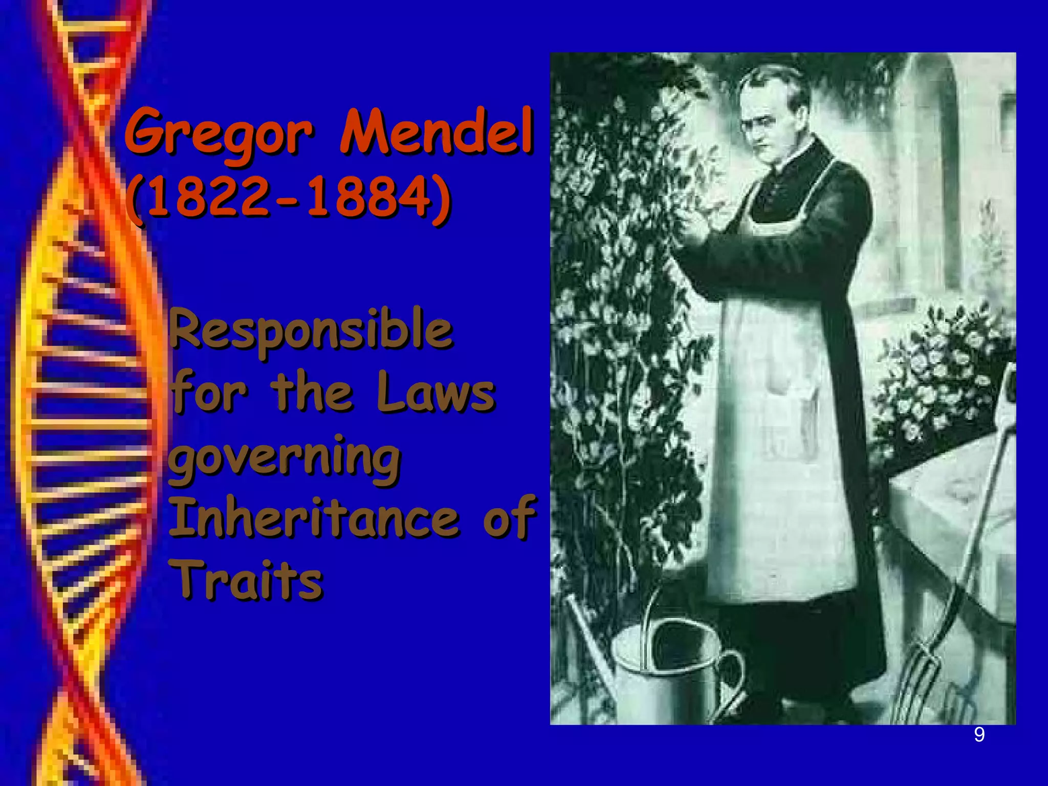 9
Gregor MendelGregor Mendel
(1822-1884)(1822-1884)
ResponsibleResponsible
for the Lawsfor the Laws
governinggoverning
Inheritance ofInheritance of
TraitsTraits
 